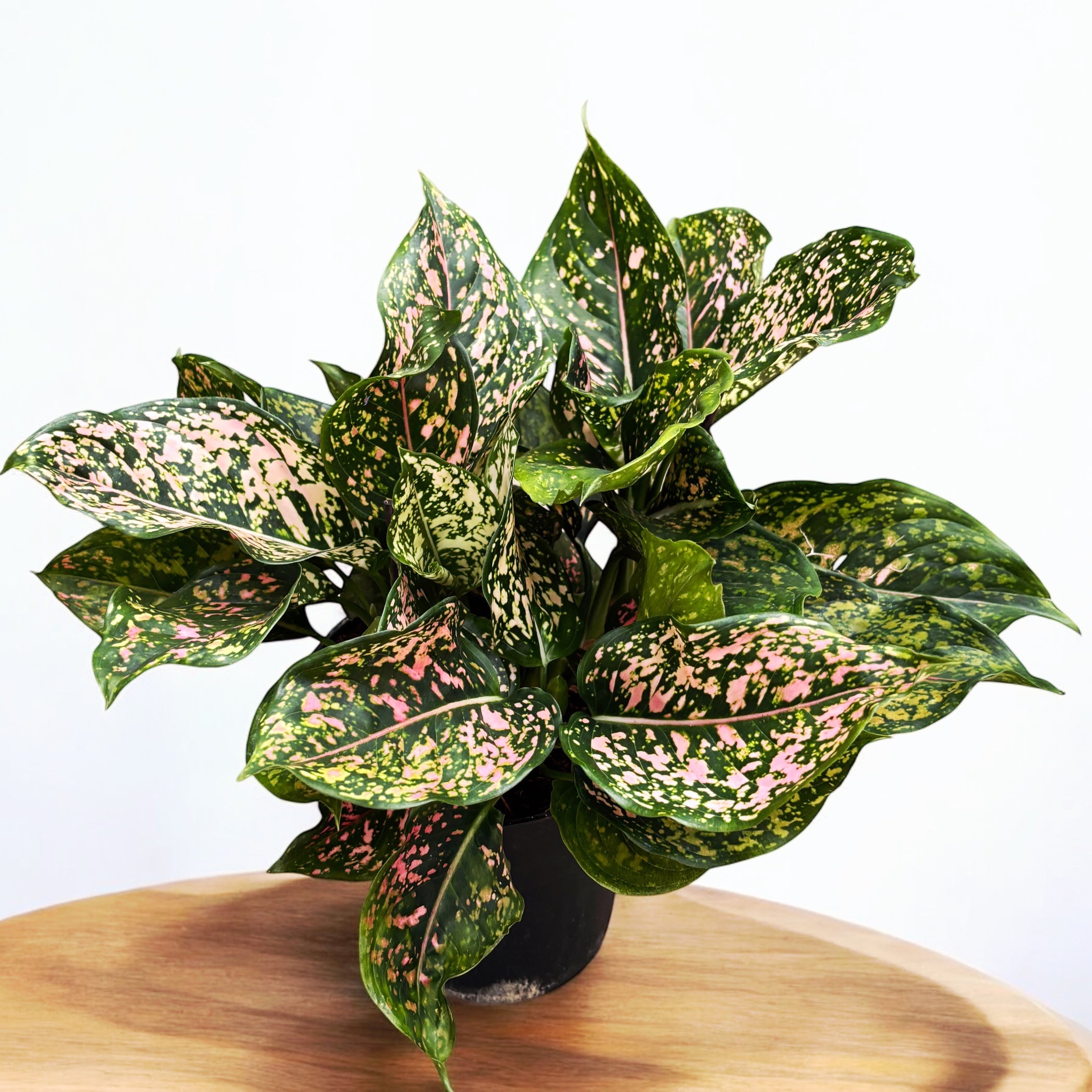 aglaonema pink panther Aglaonema 'Pink Leopard' exemplare XL – Secret Garden Plant Shop
