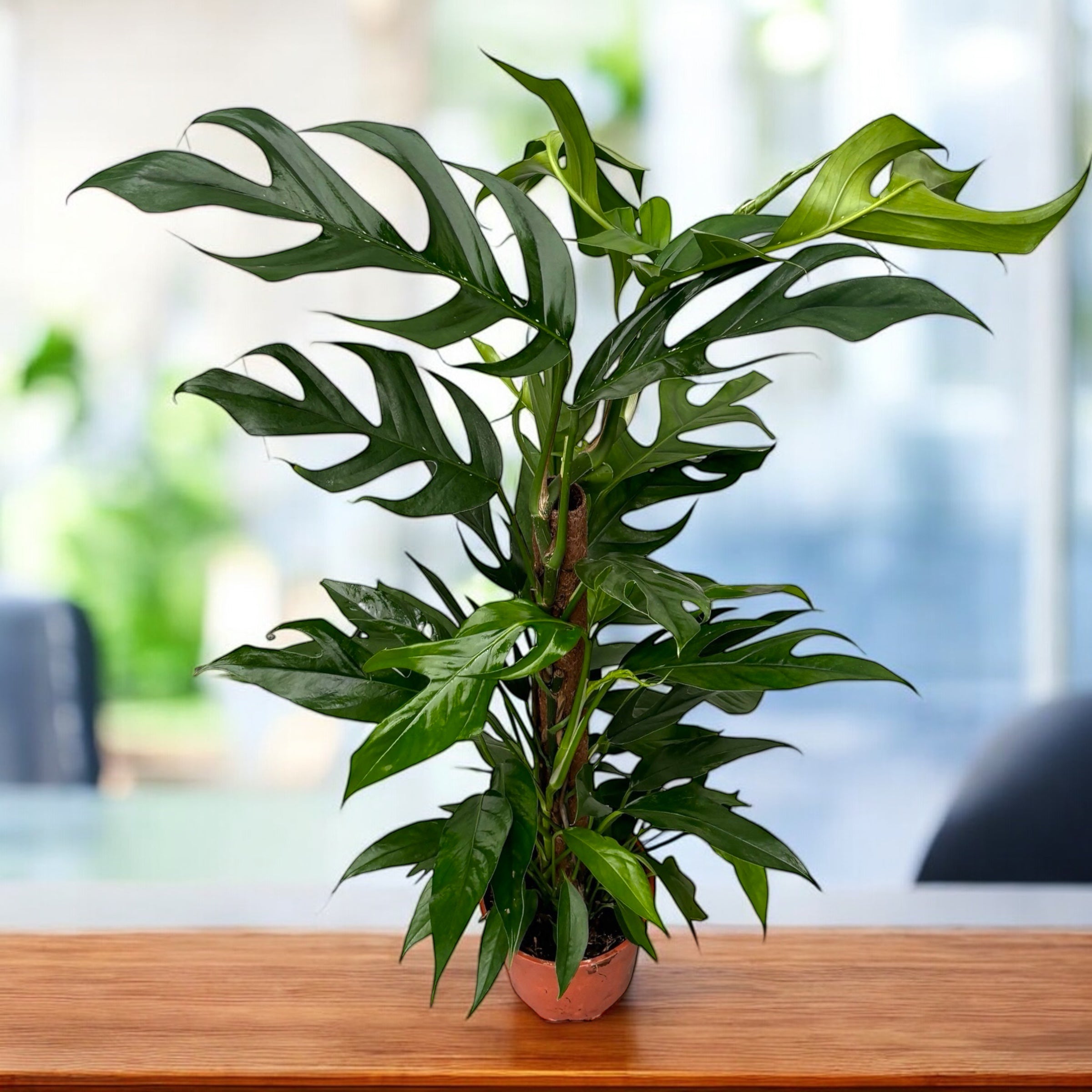Epipremnum pinnatum 'Baltic Blue' – Secret Garden Plant Shop