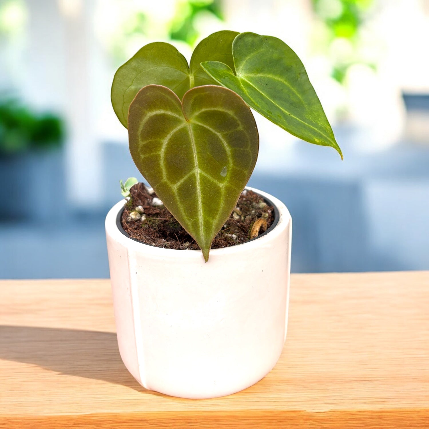 anthurium pianta Anthurium clarinervium (babyplant) – bijuterie botanica – Secret Garden  Plant Shop