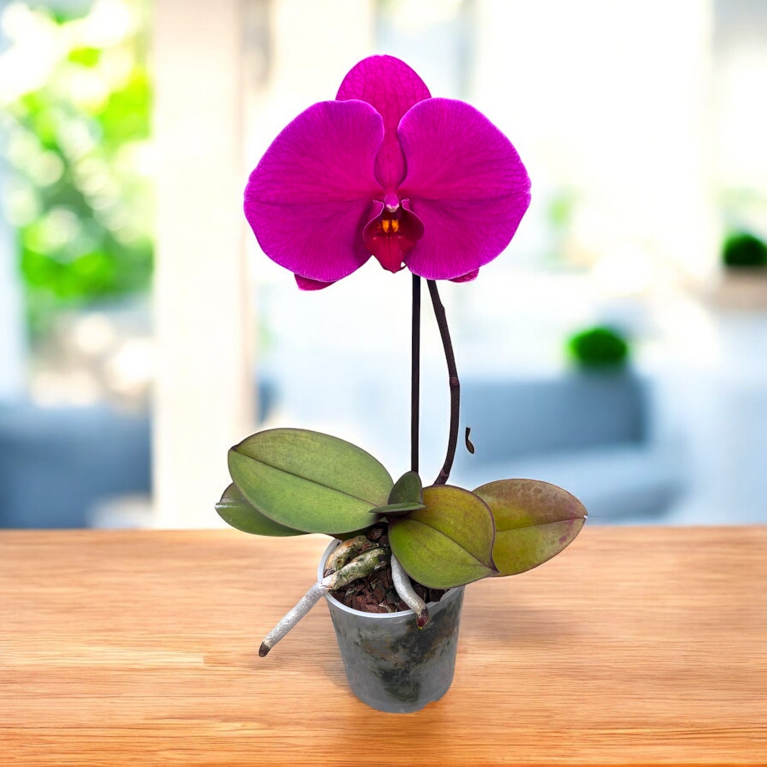 Phalaenopsis Singolo Shima - floarea XXL – Secret Garden Plant Shop