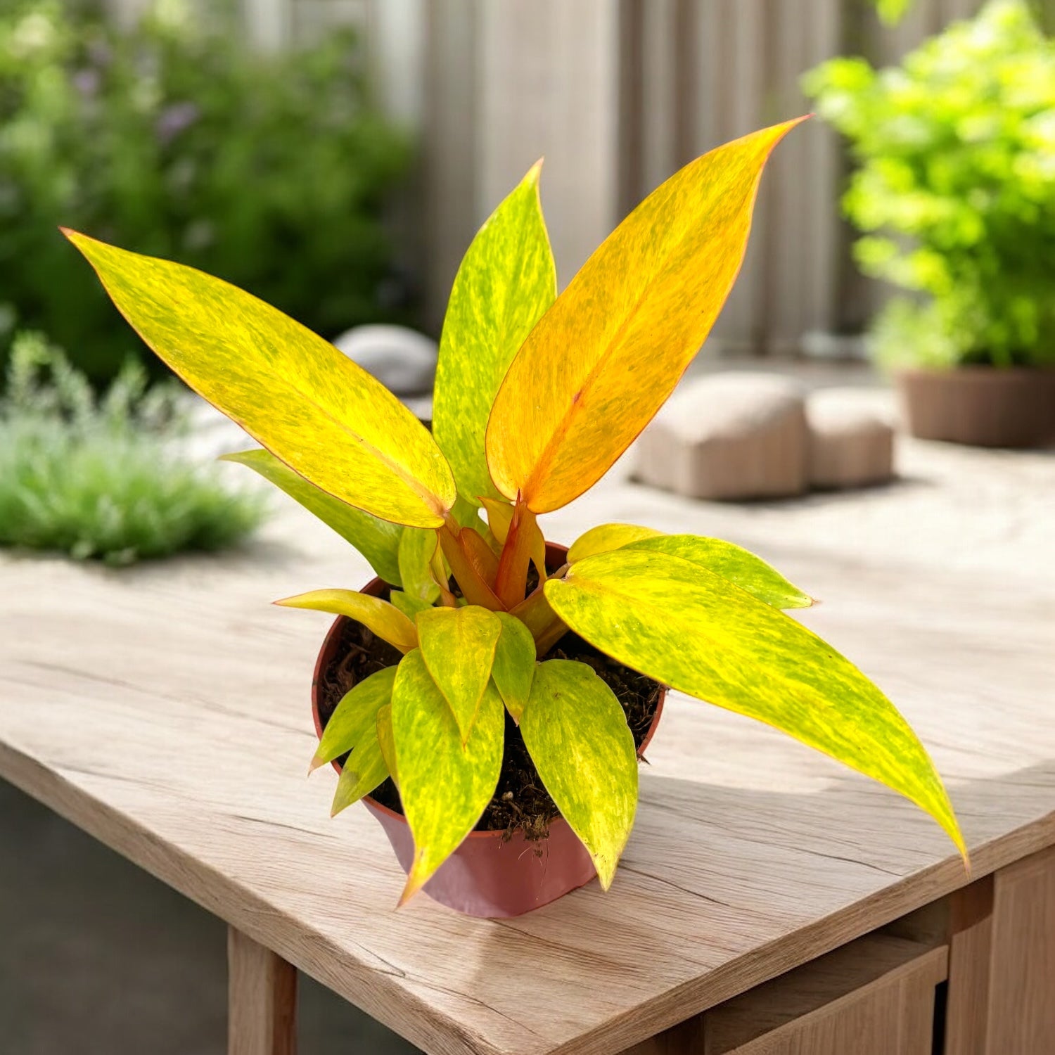 philodendron bloem Philodendron 'Orange Marmalade' – Secret Garden Plant Shop