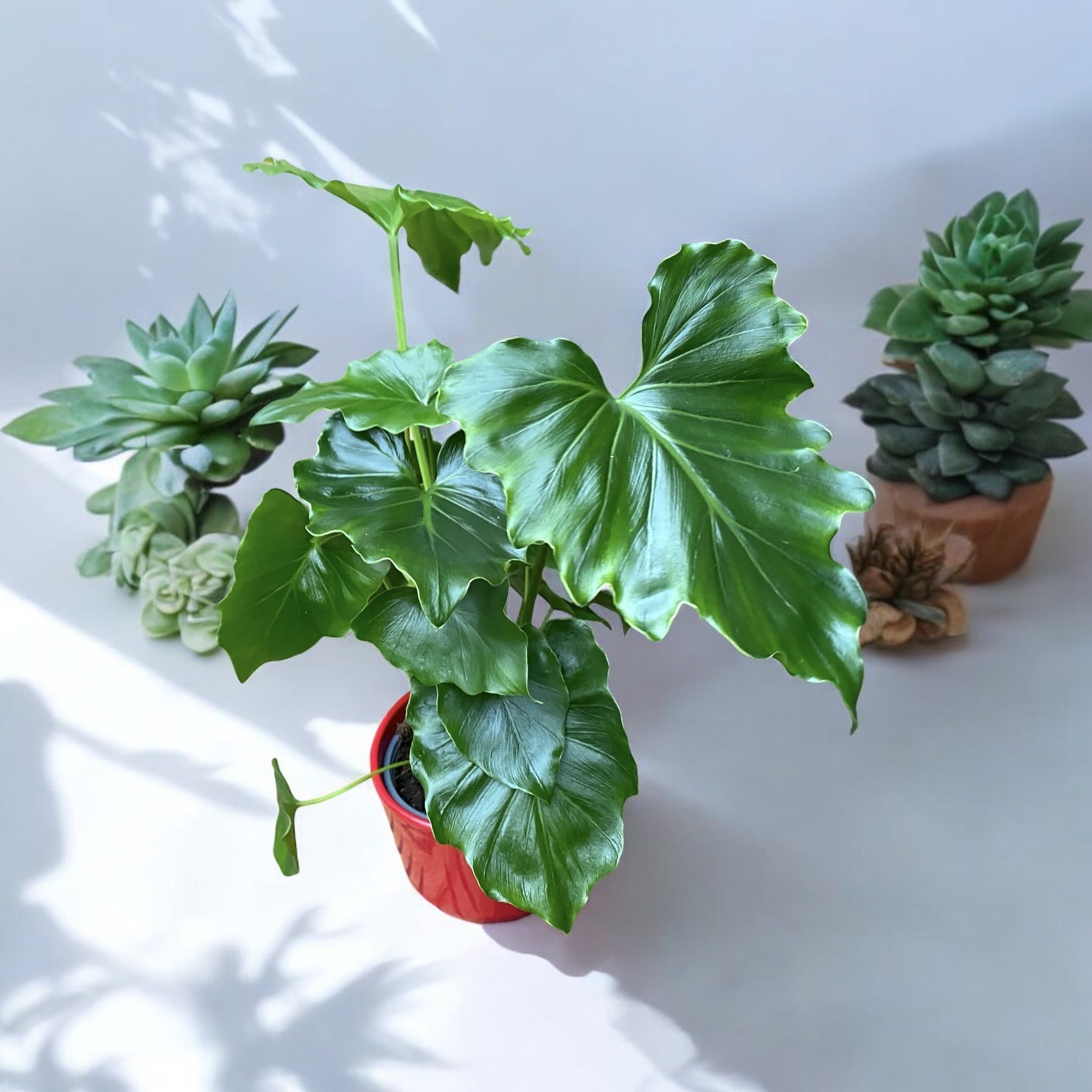 philodendron shangri la height Philodendron Shangri La – Secret Garden Plant Shop