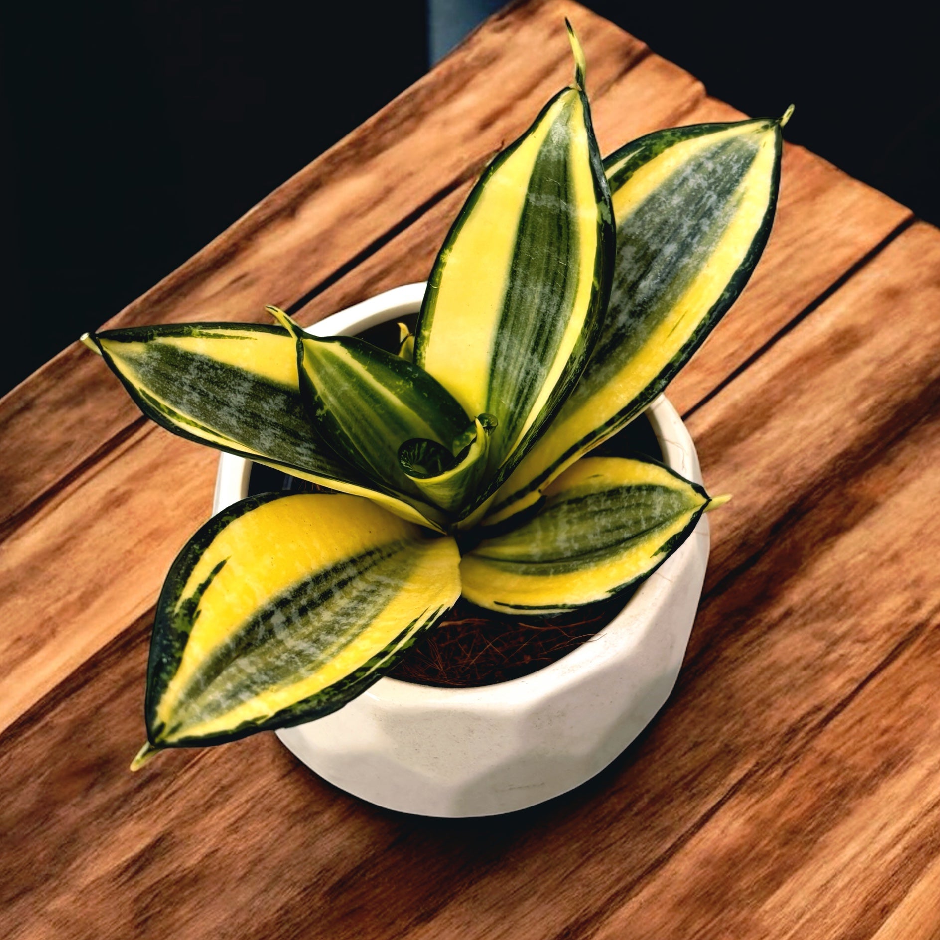 golden sansevieria Sansevieria trifasciata 'Golden Hahnii' – Secret Garden Plant Shop