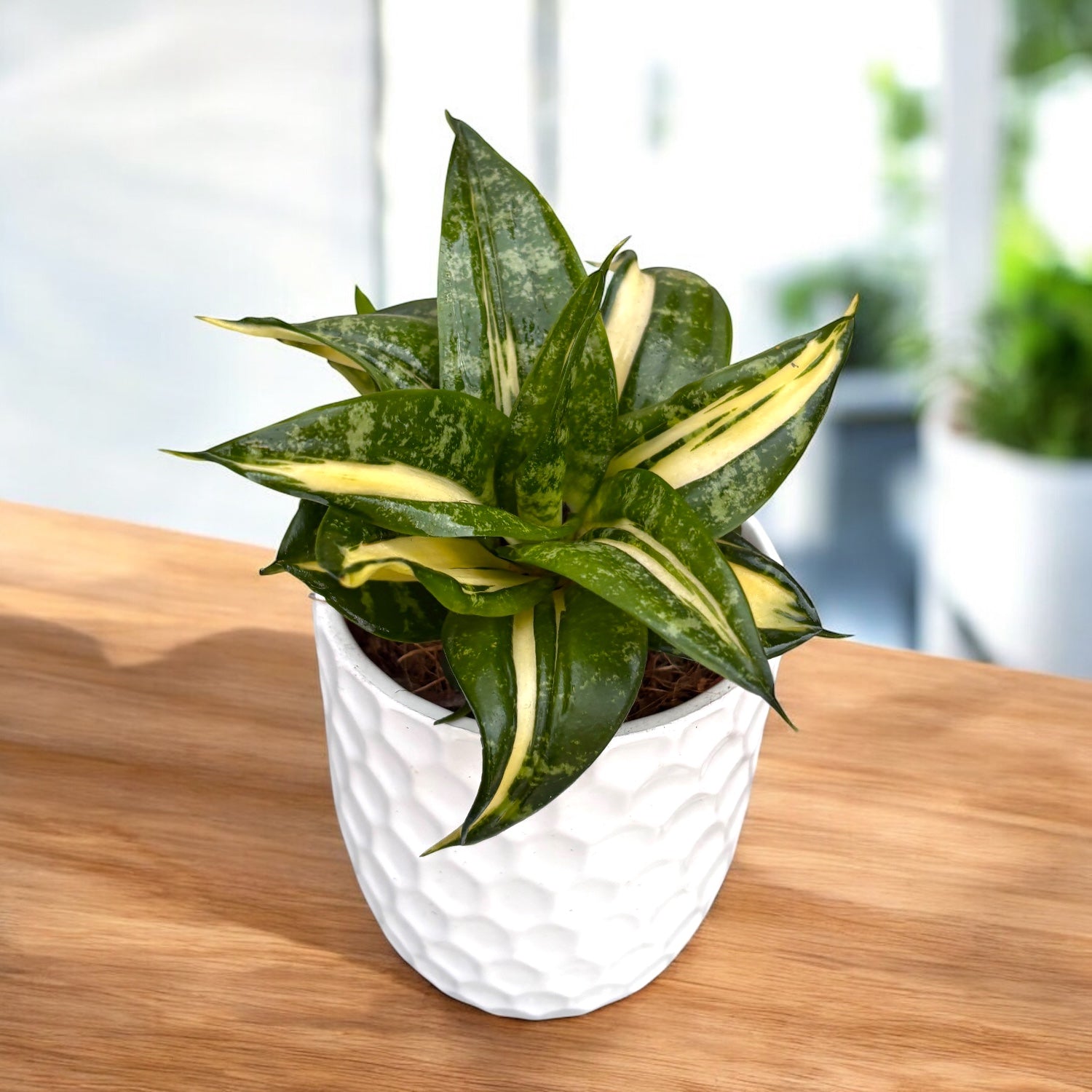 Sansevieria trifasciata 'Hahnii Spiral Star' – Secret Garden Plant Shop