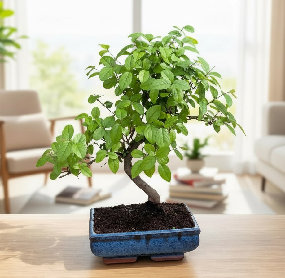 Bonsai Sageretia – tropical bonsai with fine leaves and graceful growth,  perfect for indoors – Secret Garden Plant Shop