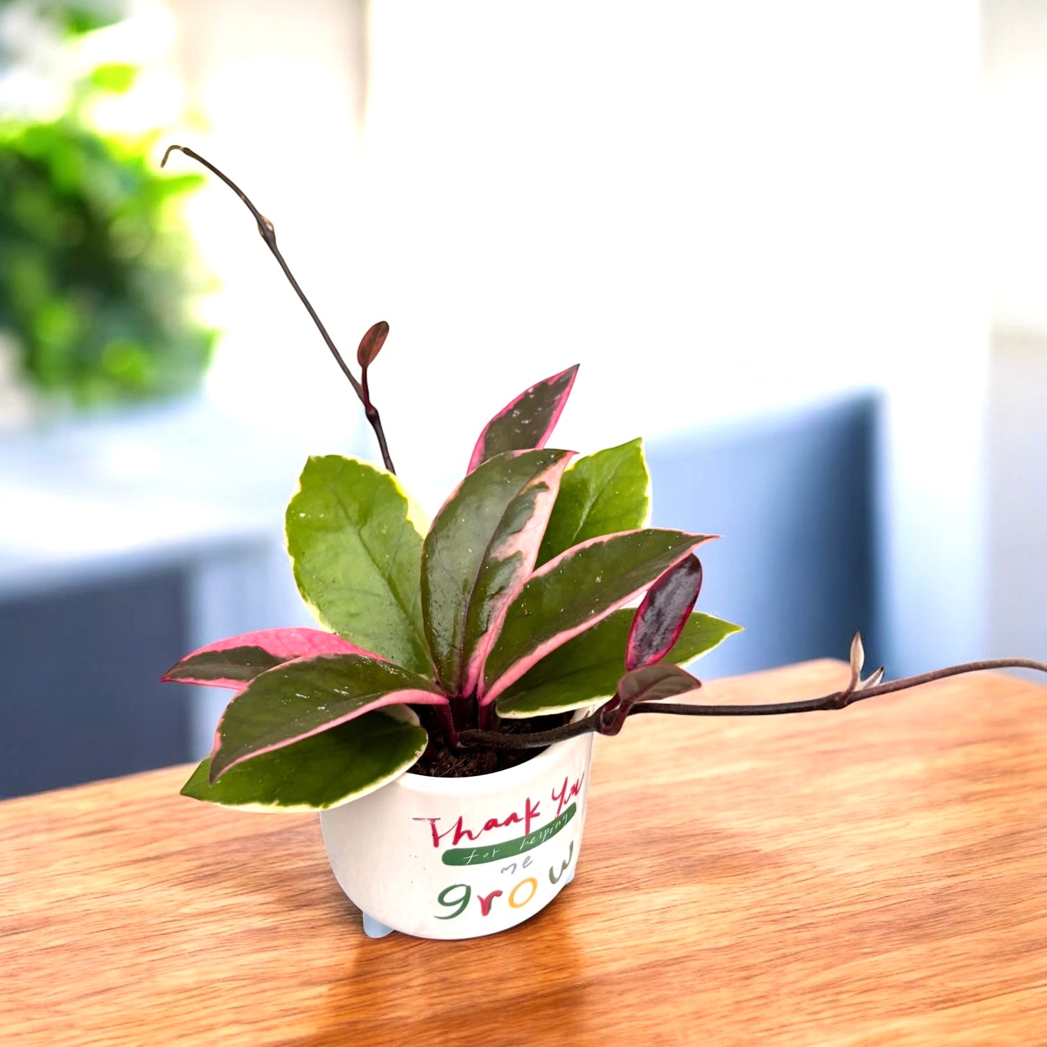 Hoya carnosa 'Flamingo Dream' D6 (parfumata) – Secret Garden Plant
