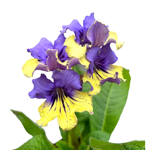 Streptocarpus Alexis (purple-yellow flowers)