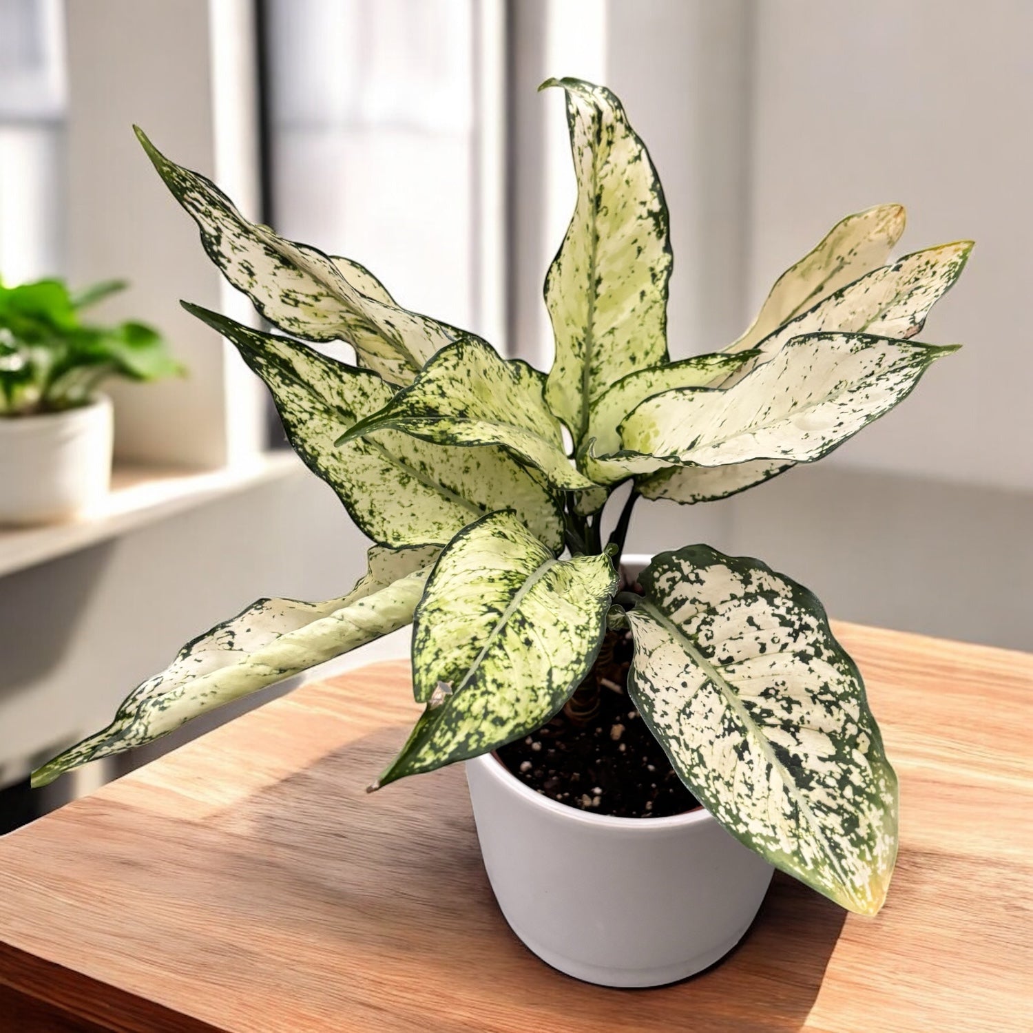 aglaonema costatum гибрид Aglaonema costatum 'First Diamond' (Kiwi White) – Secret Garden Plant Shop
