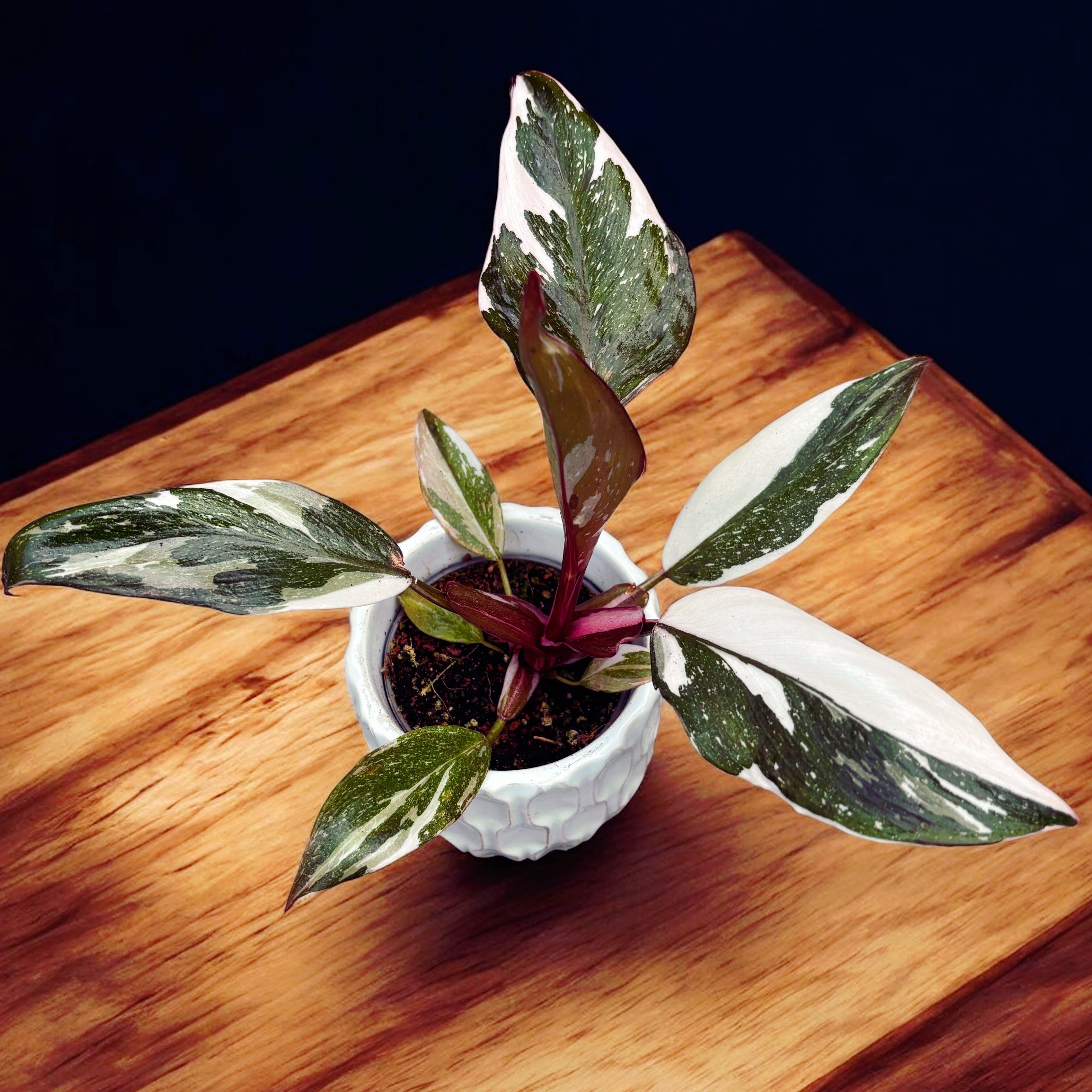 philodendron red anderson variegata Philodendron 'Red Anderson' (jeune plante) – Secret Garden Plant Shop