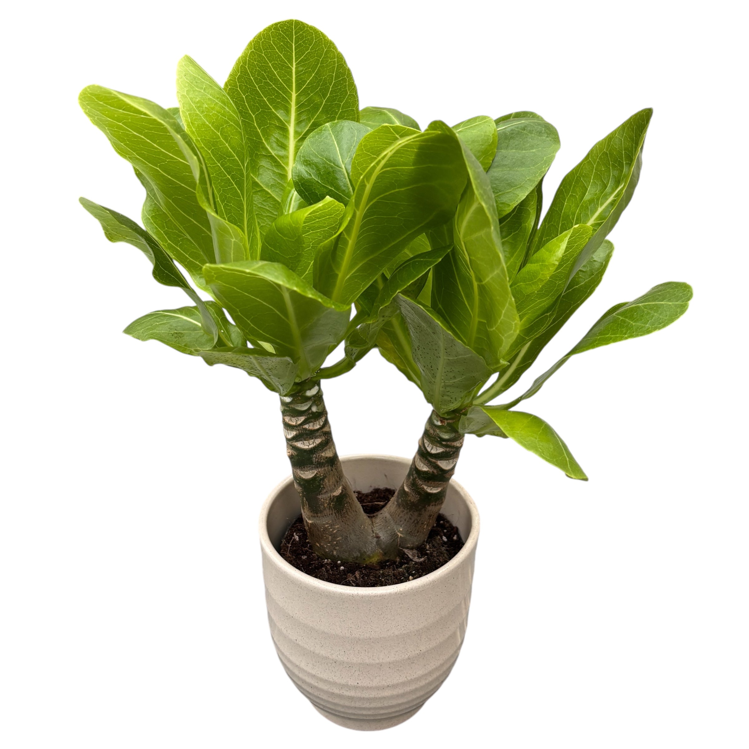 Brighamia insignis (Hawaiian Palm Tree) – Secret Garden Plant Shop