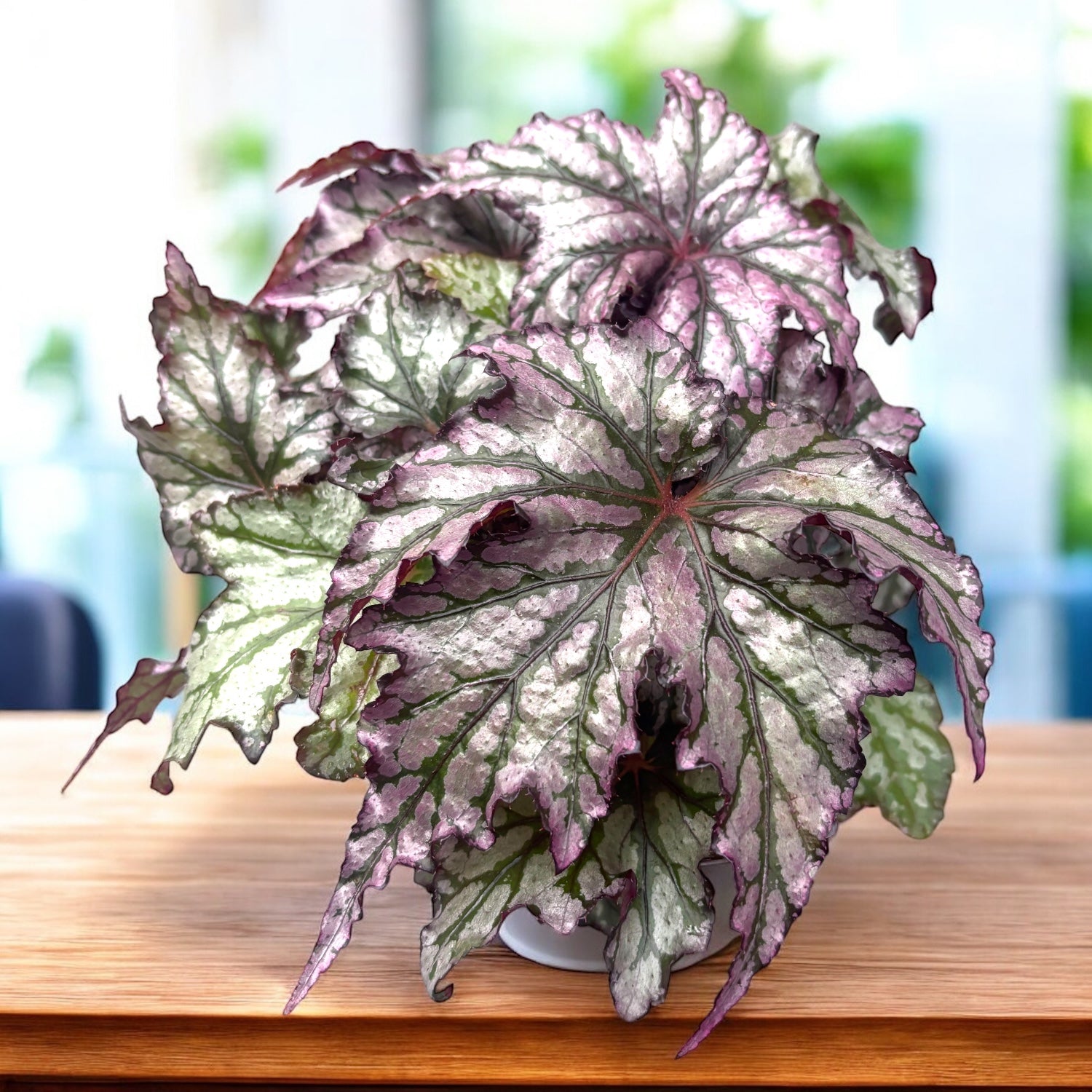 Begonia 'Spacestar Maia' – Secret Garden Plant Shop