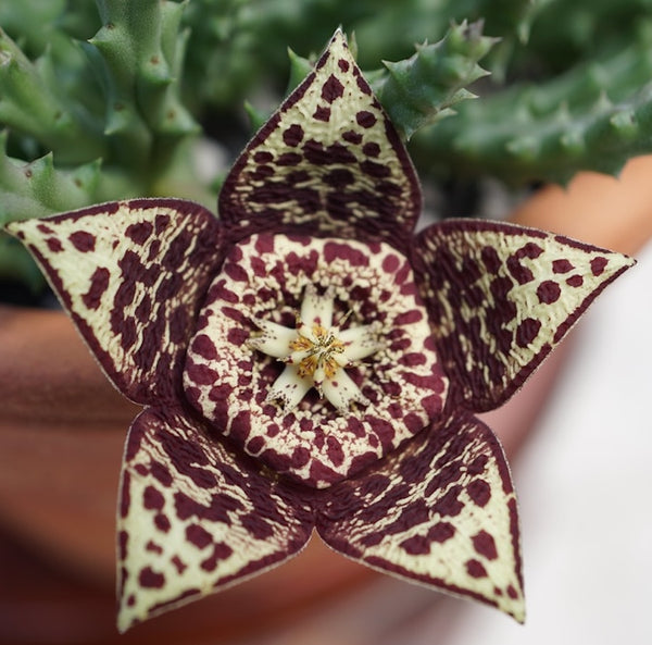 Orbea variegata (Starfish Plant) - Serif star