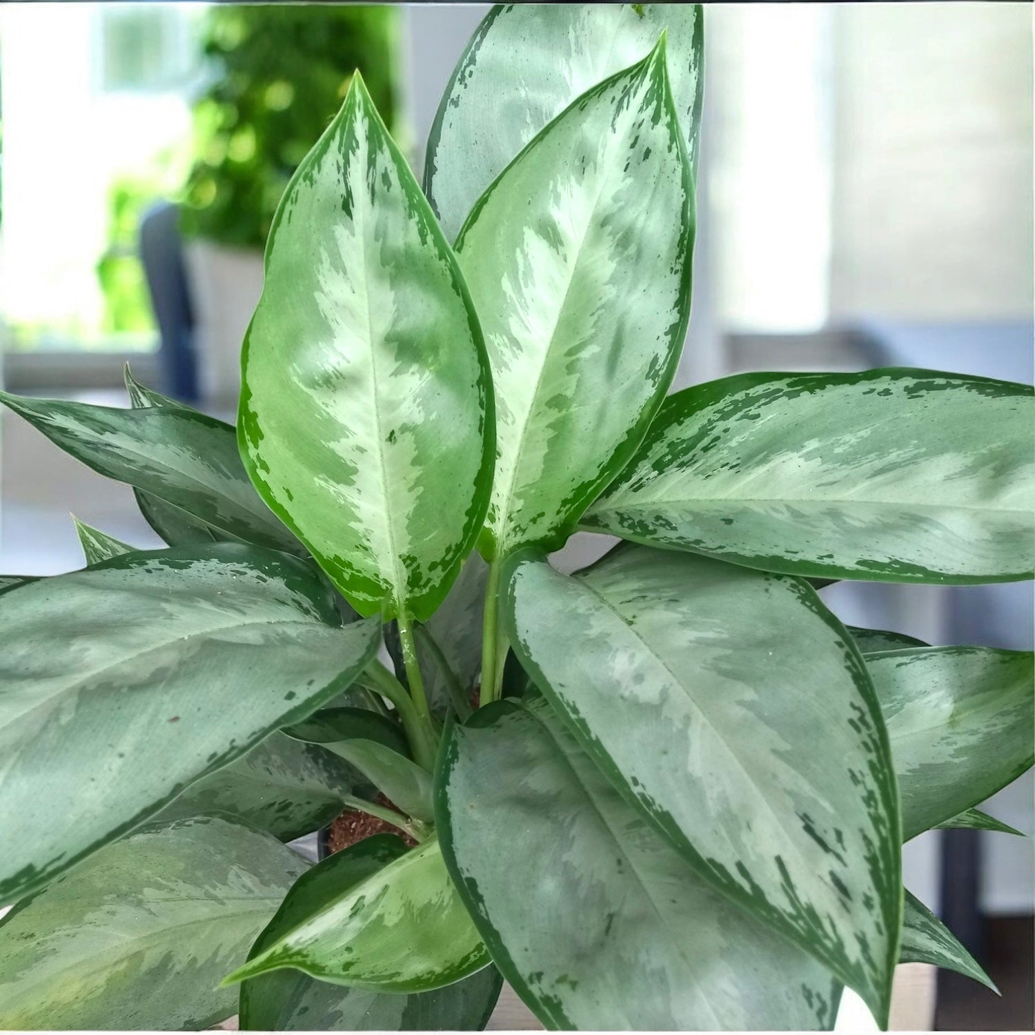 Aglaonema 'Silverado' - planta exotica cu frunzis argintiu-metalizat   Secret Garden Plant Shop