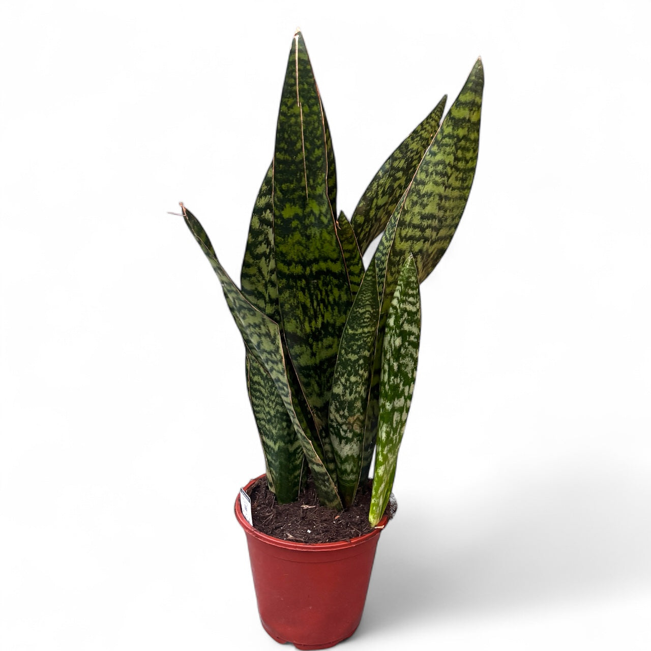Sansevieria aubrytiana 'Dragon' XL – Secret Garden Plant Shop