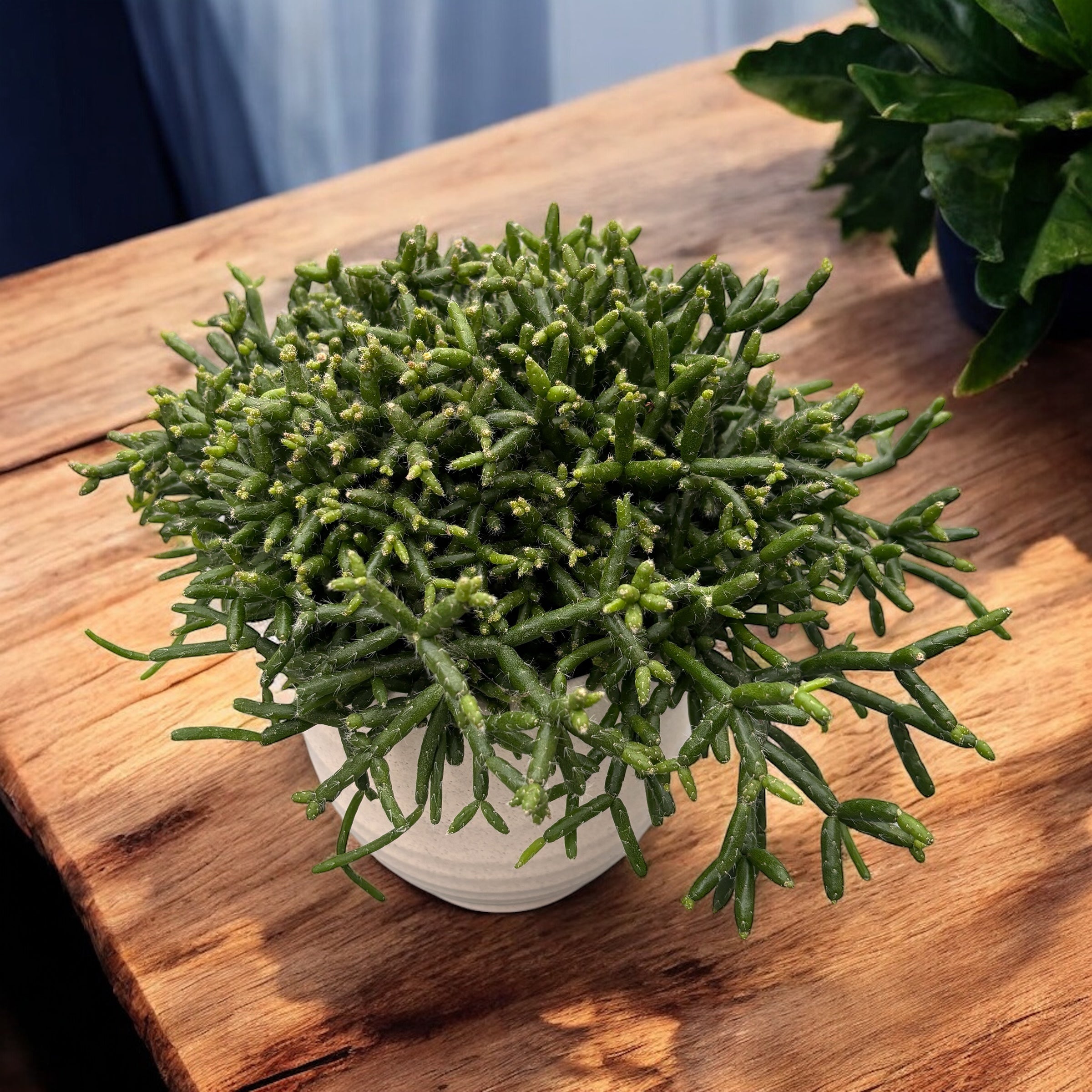 Rhipsalis burchellii – Secret Garden Plant Shop
