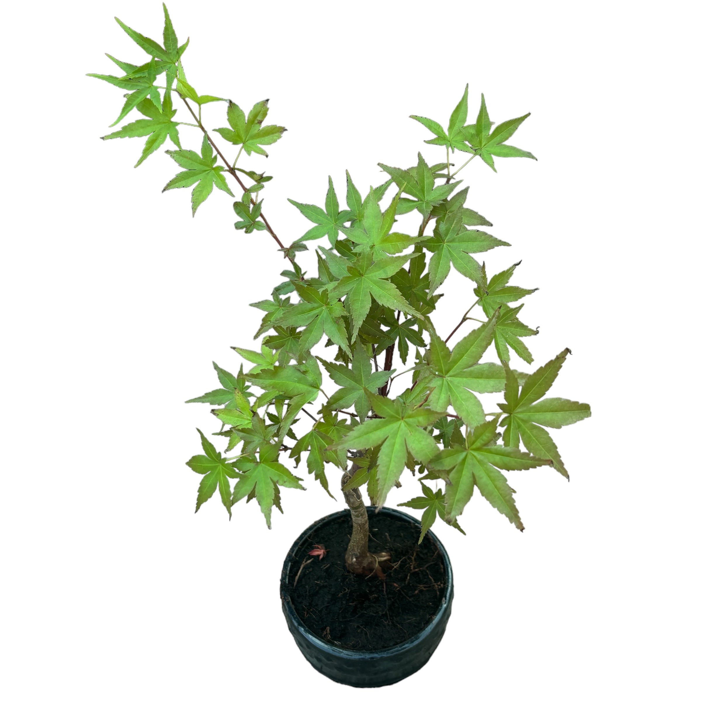 Bonsai javor – Secret Garden Plant Shop
