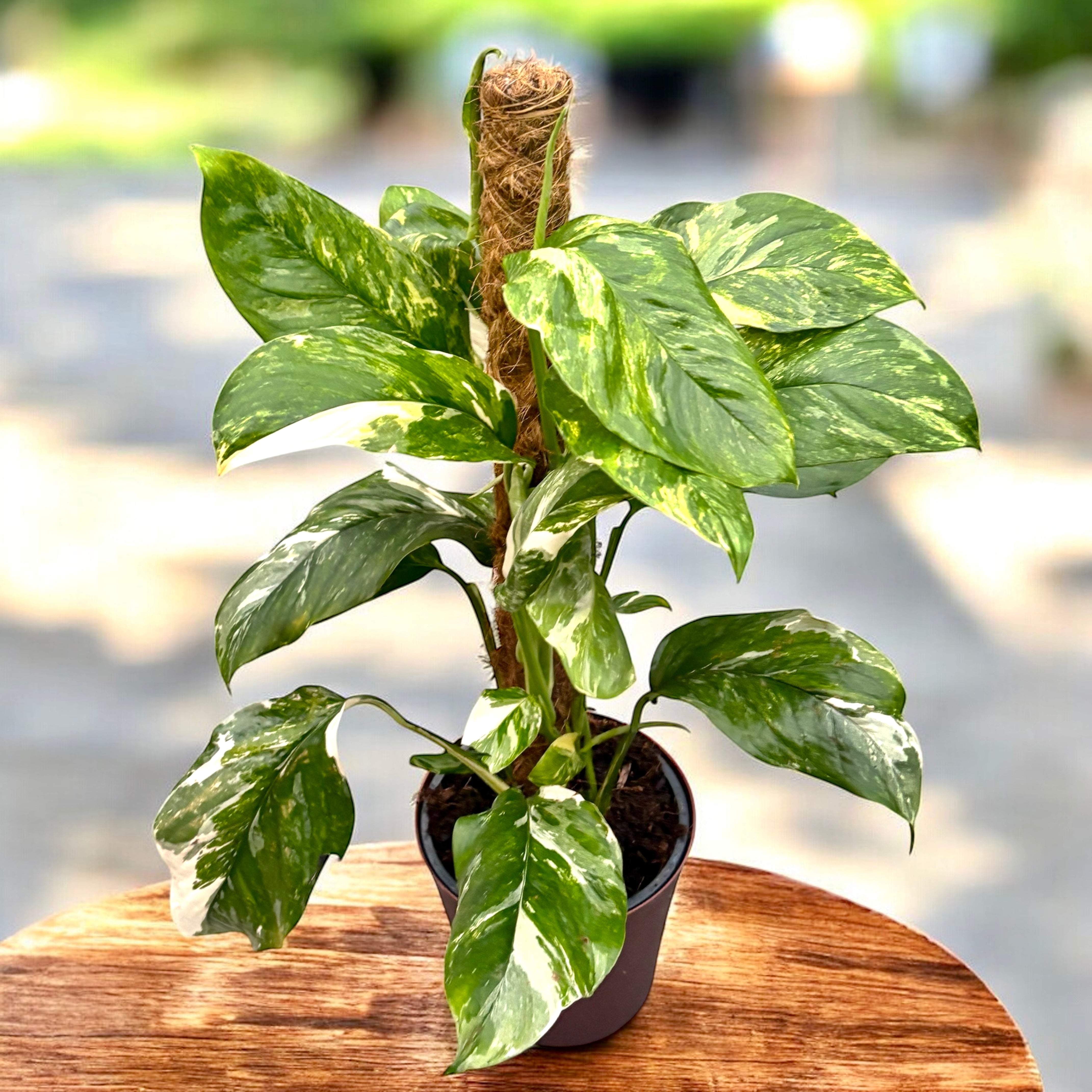 Monstera lechleriana 'Variegata' - exemplaires XL – Secret Garden
