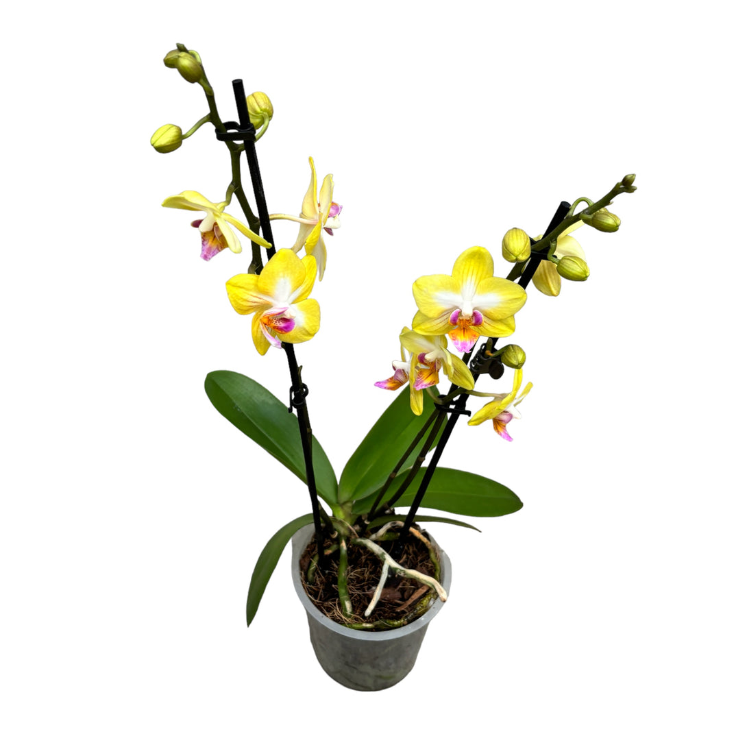 Phalaenopsis Yen Shuai Sweet Girl 'Shiny Girl' (NL)