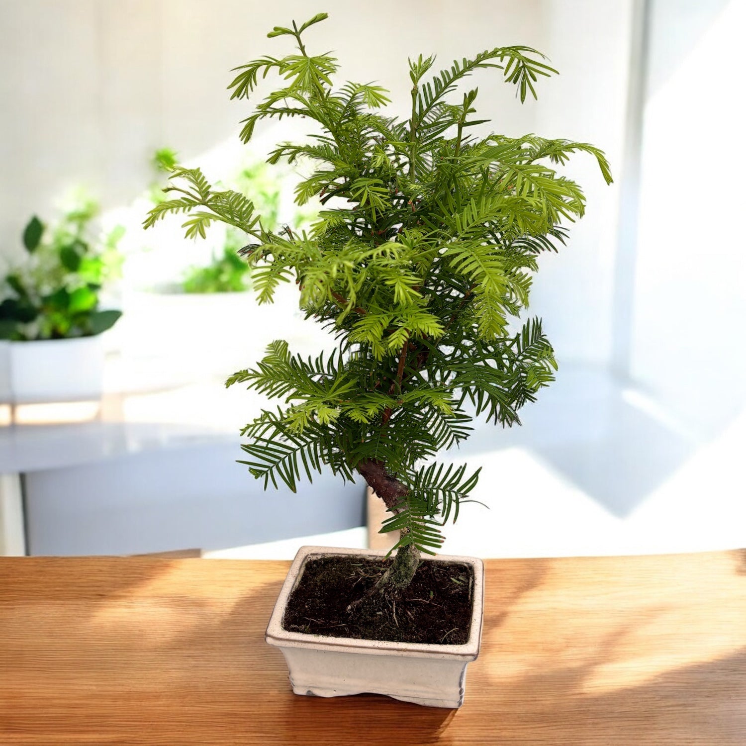 Bonsai Metasequoia (S Shape) – Secret Garden Plant Shop
