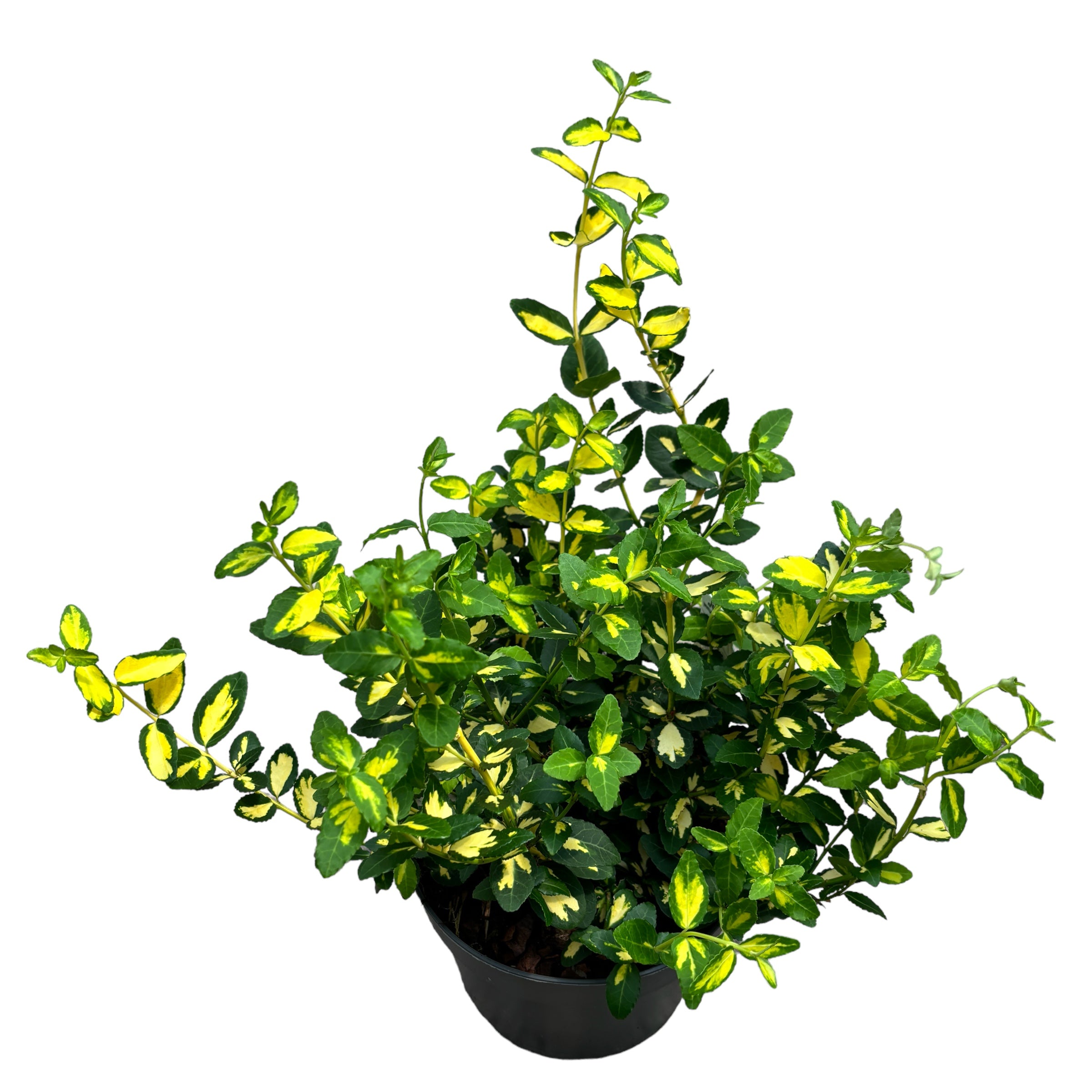 Euonymus fortunei 'Blondy' – Secret Garden Plant Shop