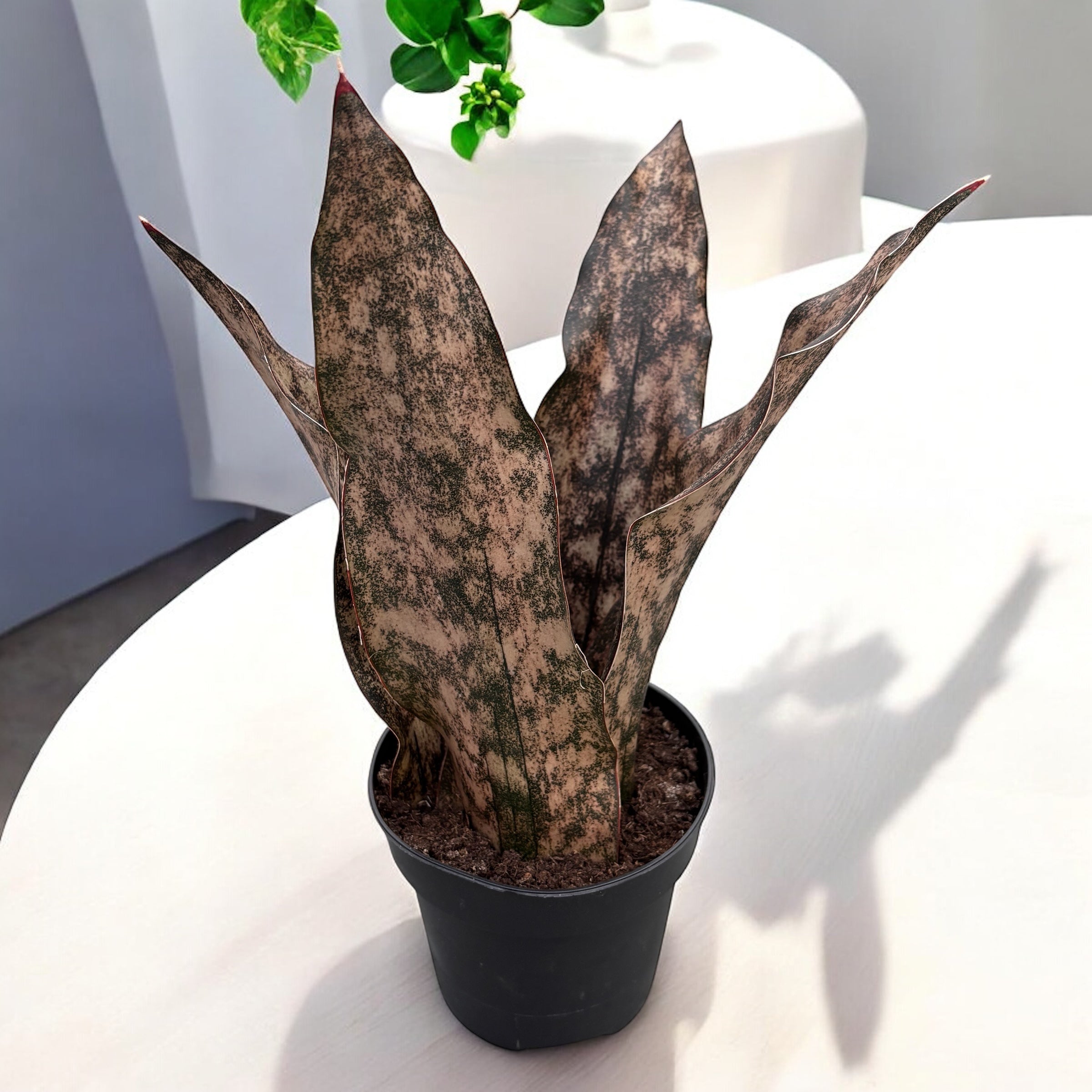 sansevieria star canyon Sansevieria 'Star Canyon Granite' – Secret Garden Plant Shop