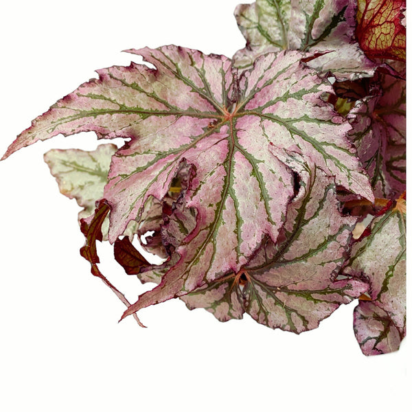 Bewitched Silver Pink Begonia