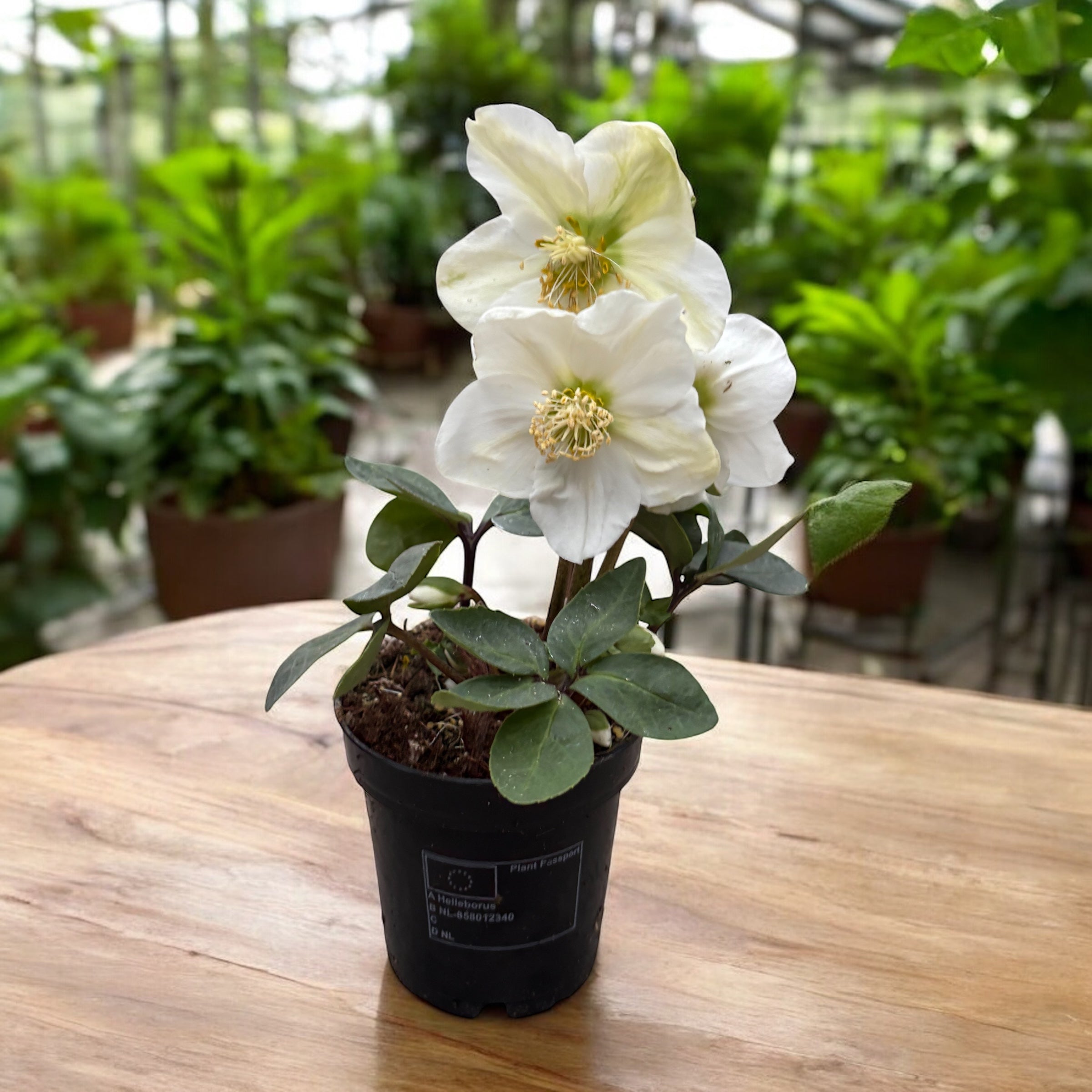 d*9様 DECORTÉ Wildflower Woodland xmas 20 Helleborus Niger Christmas Carol (Trandafirul Craciunului, Spanz