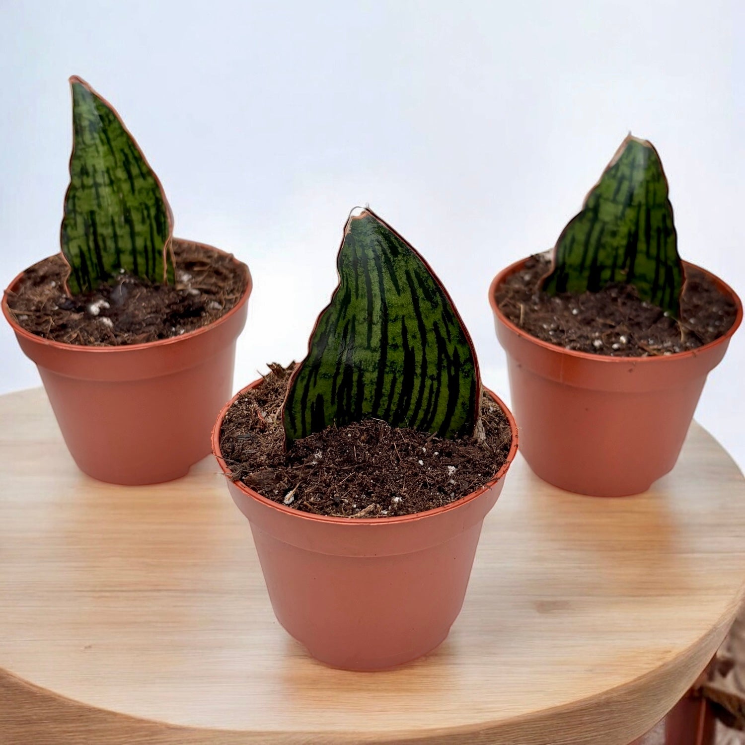 snake plant cleopatra Sansevieria Cleopatra – Secret Garden Plant Shop