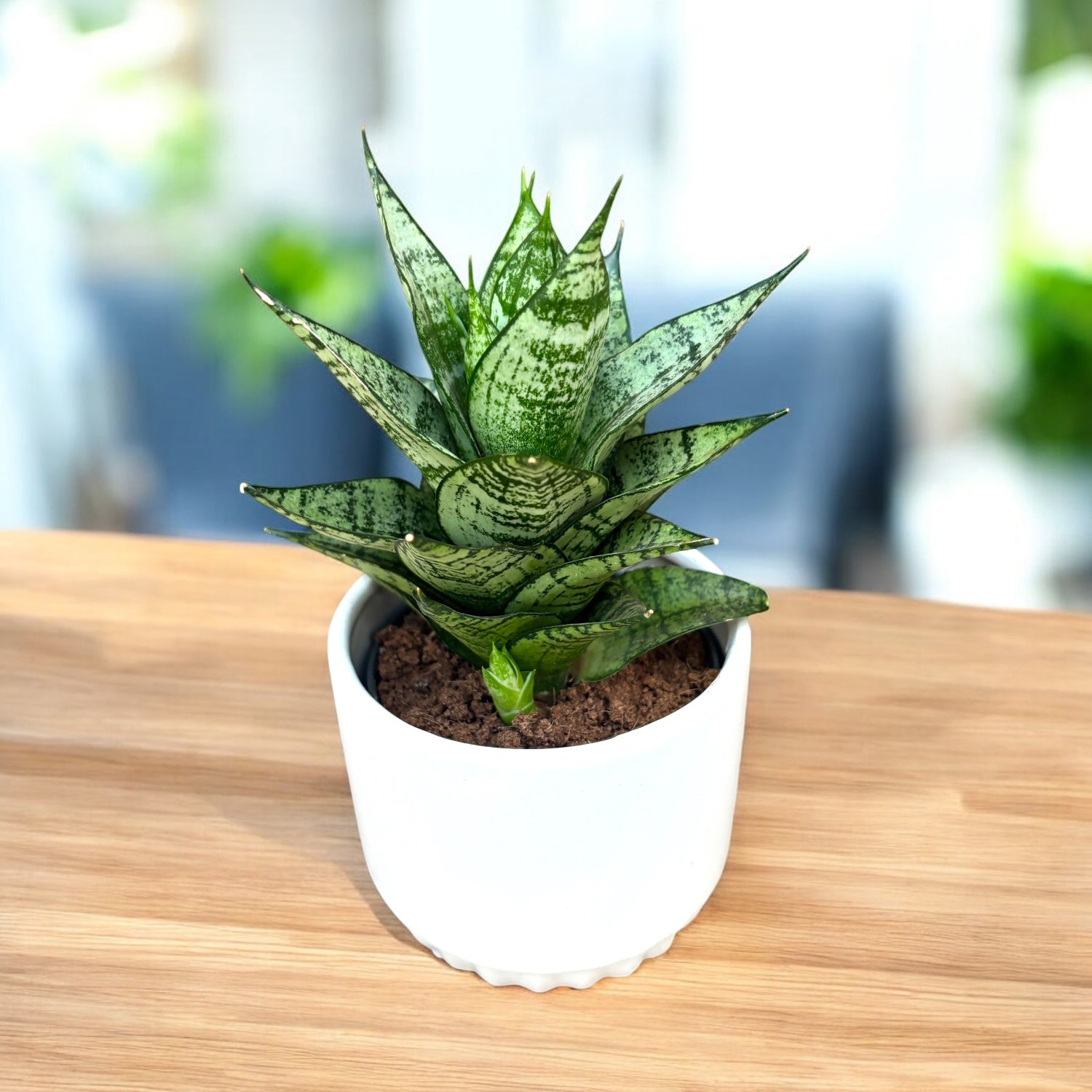 danish crown snake plant Sansevieria 'Erlandel Crown' – Secret Garden Plant Shop