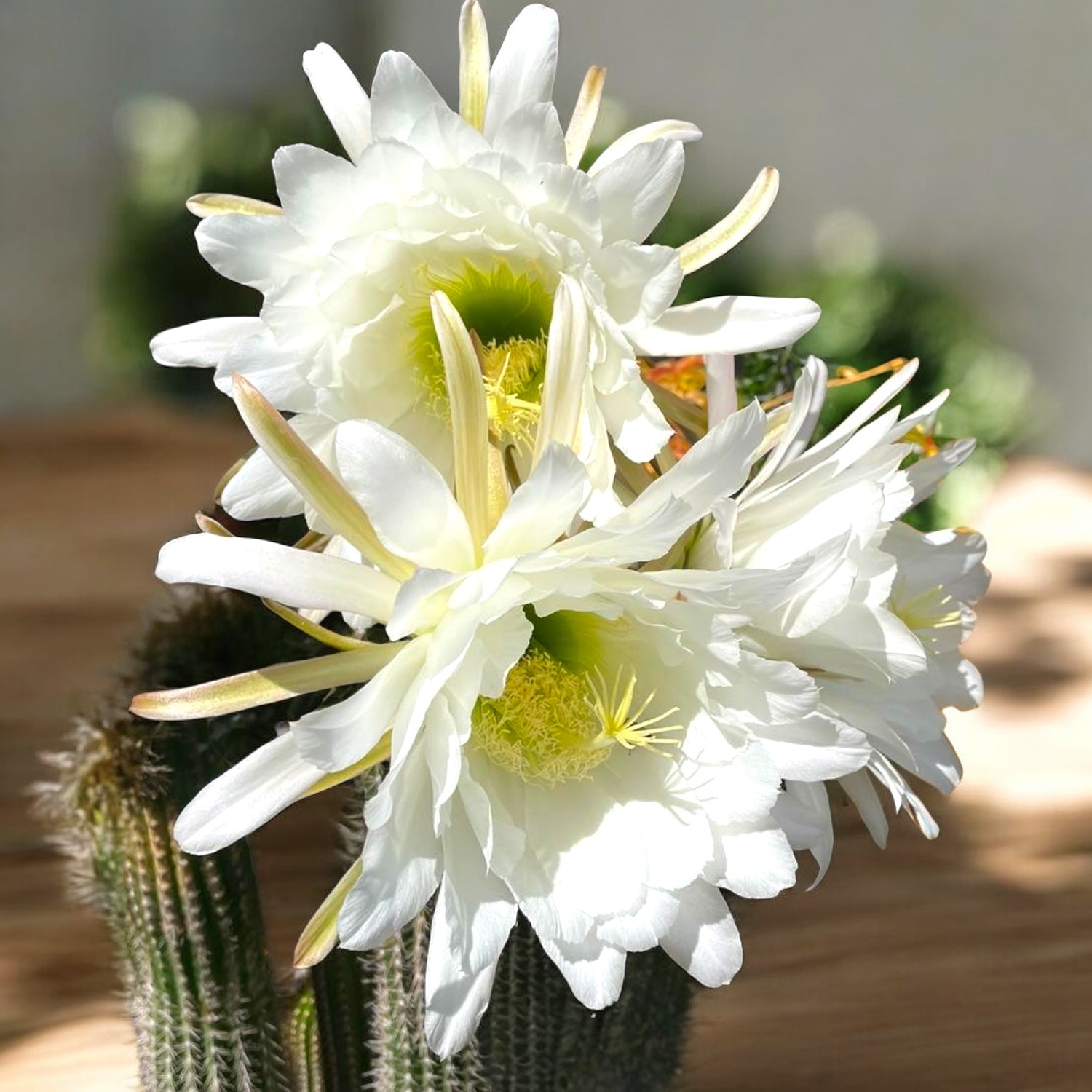 Trichocereus spachianus – Secret Garden Plant Shop