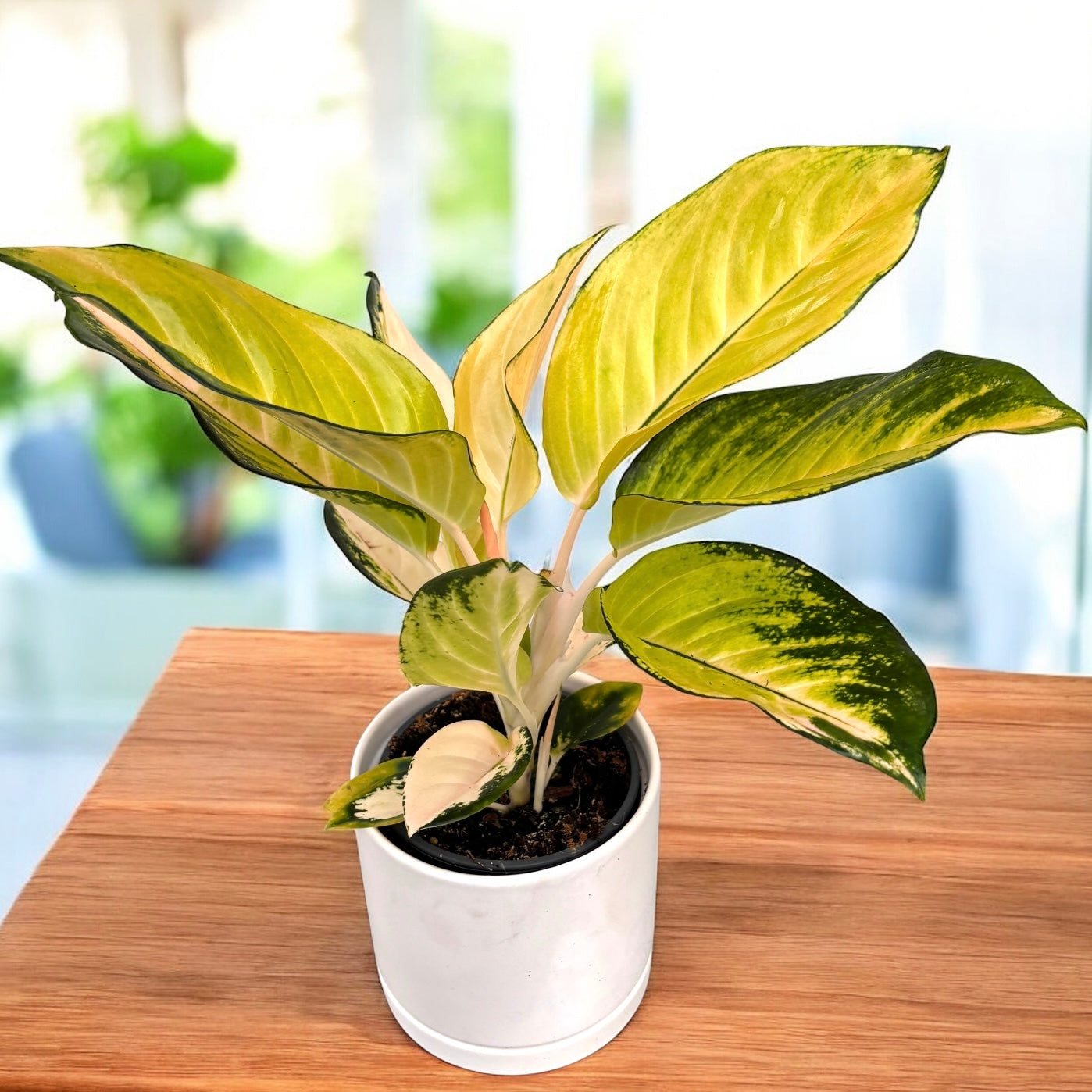 aglaonema gold Aglaonema Gold – Secret Garden Plant Shop
