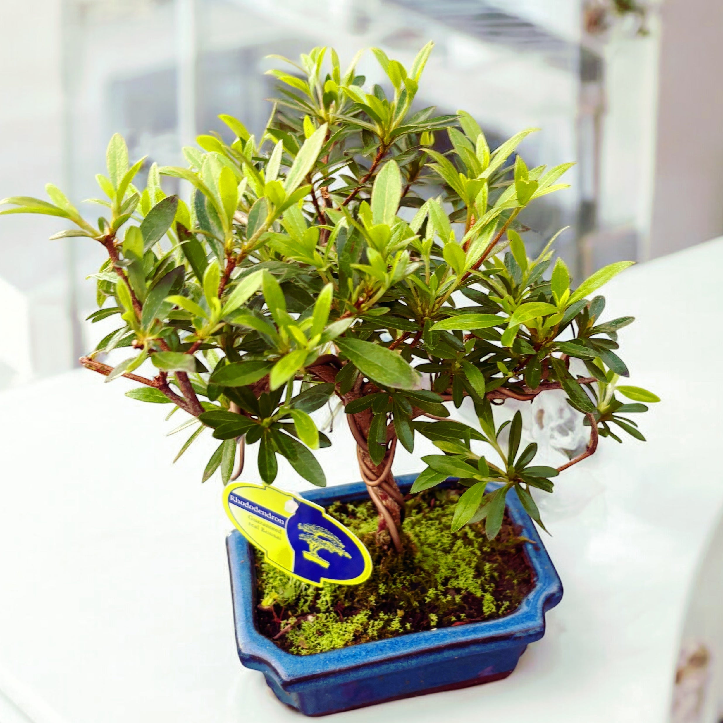 Bonsai Azalea Japonica (Rhododendron)  Secret Garden Plant Shop