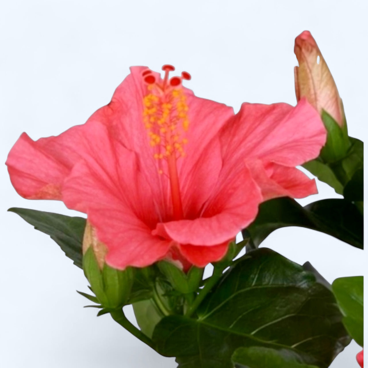 花 Hibiscus Fiori Grande Cancun - Trandafir japonez roz cu floarea