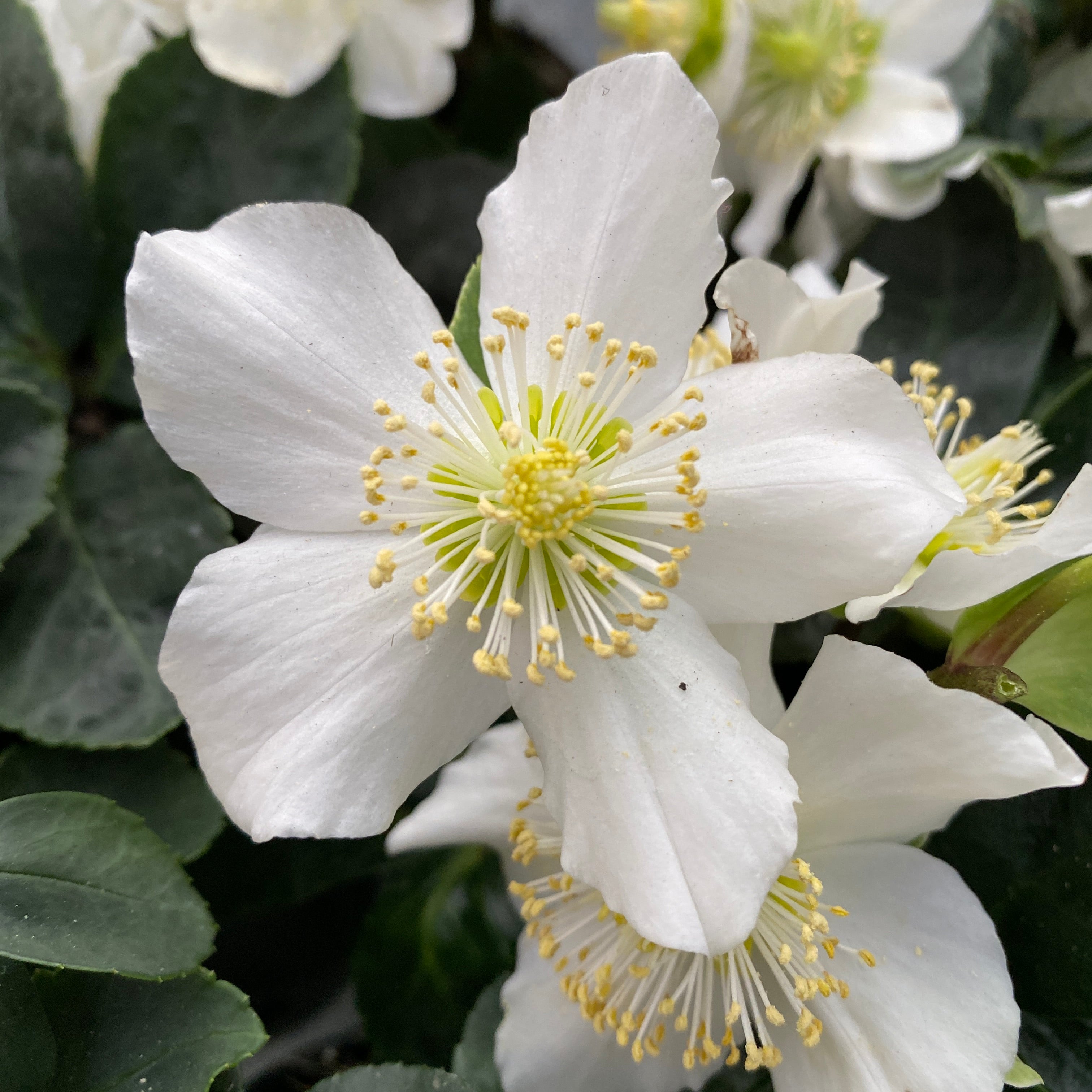 Helleborus niger 'Advent Star' (Trandafirul Craciunului, Spanz