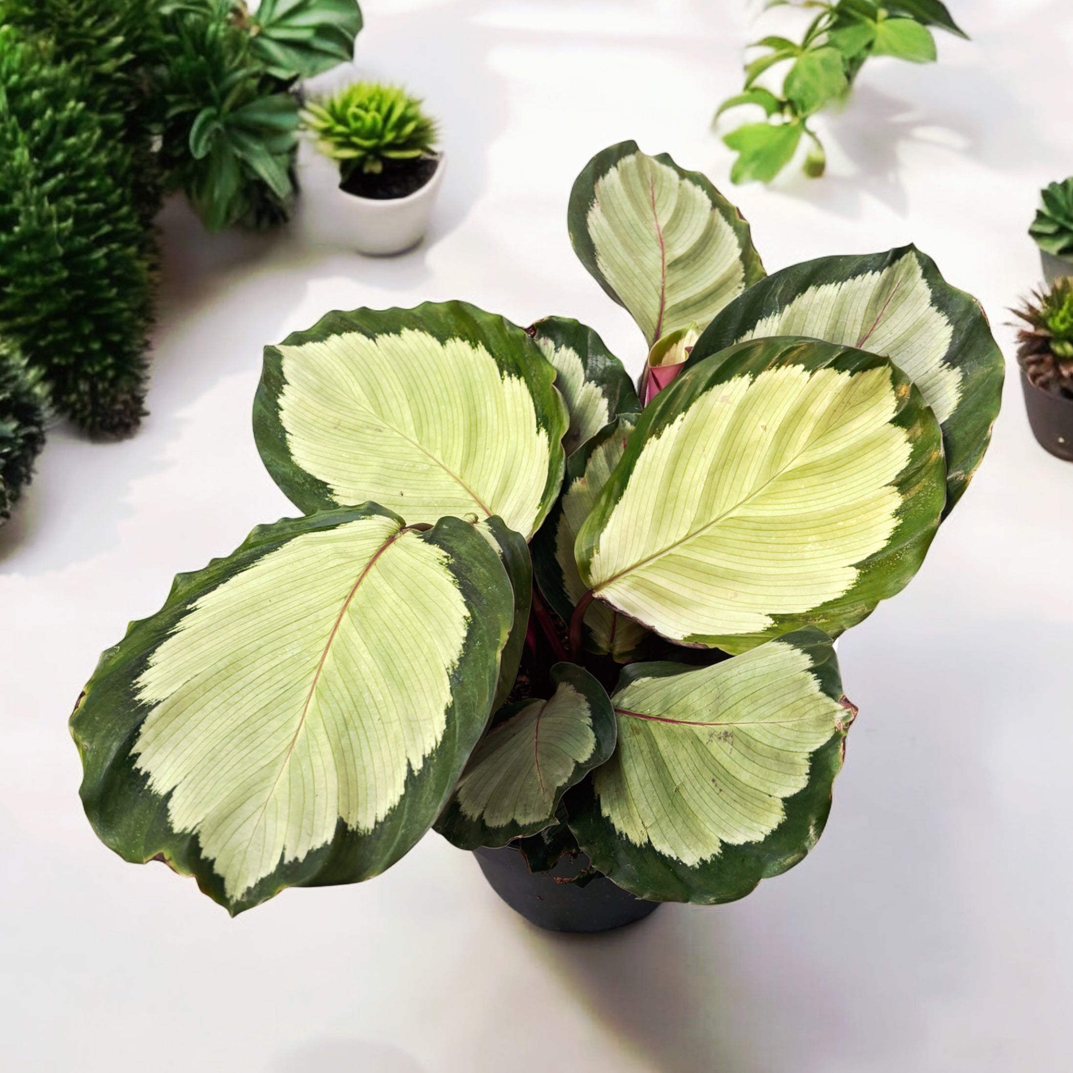 calathea sonnenlicht Calathea roseopicta 'Northern Lights' – Secret Garden Plant Shop