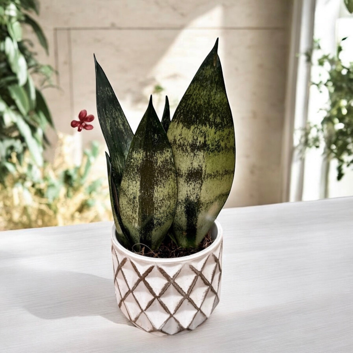 Sansevieria 'Frozen' – Secret Garden Plant Shop