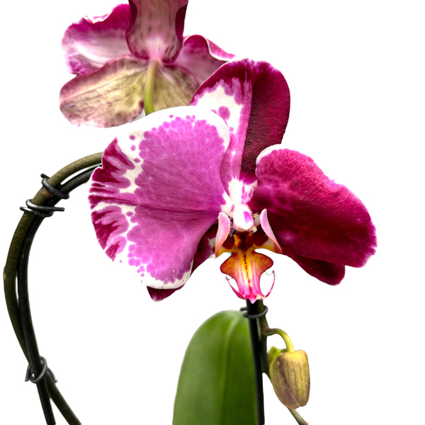 Phalaenopsis Sacrifice (flori XL) - exemplar unic