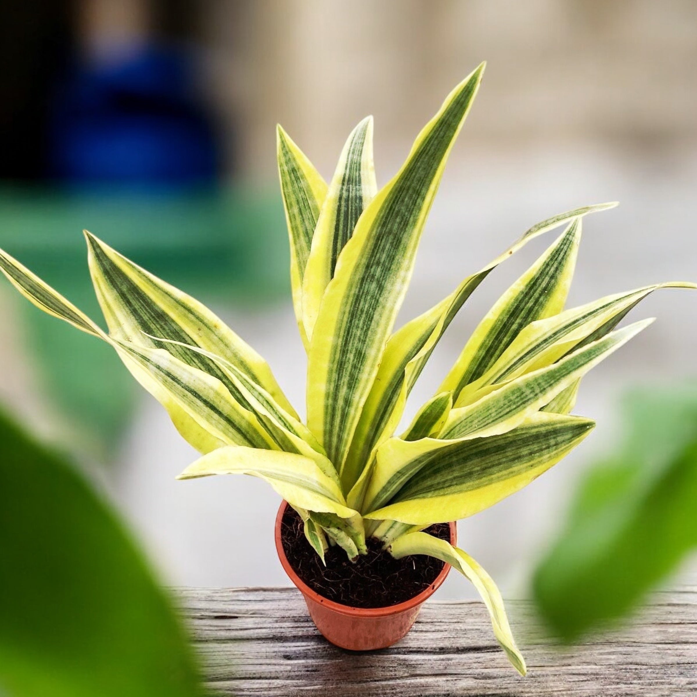 洋書 the splendid sansevieria Sansevieria aubrytiana 'Yellowstone' – Secret Garden Plant Shop