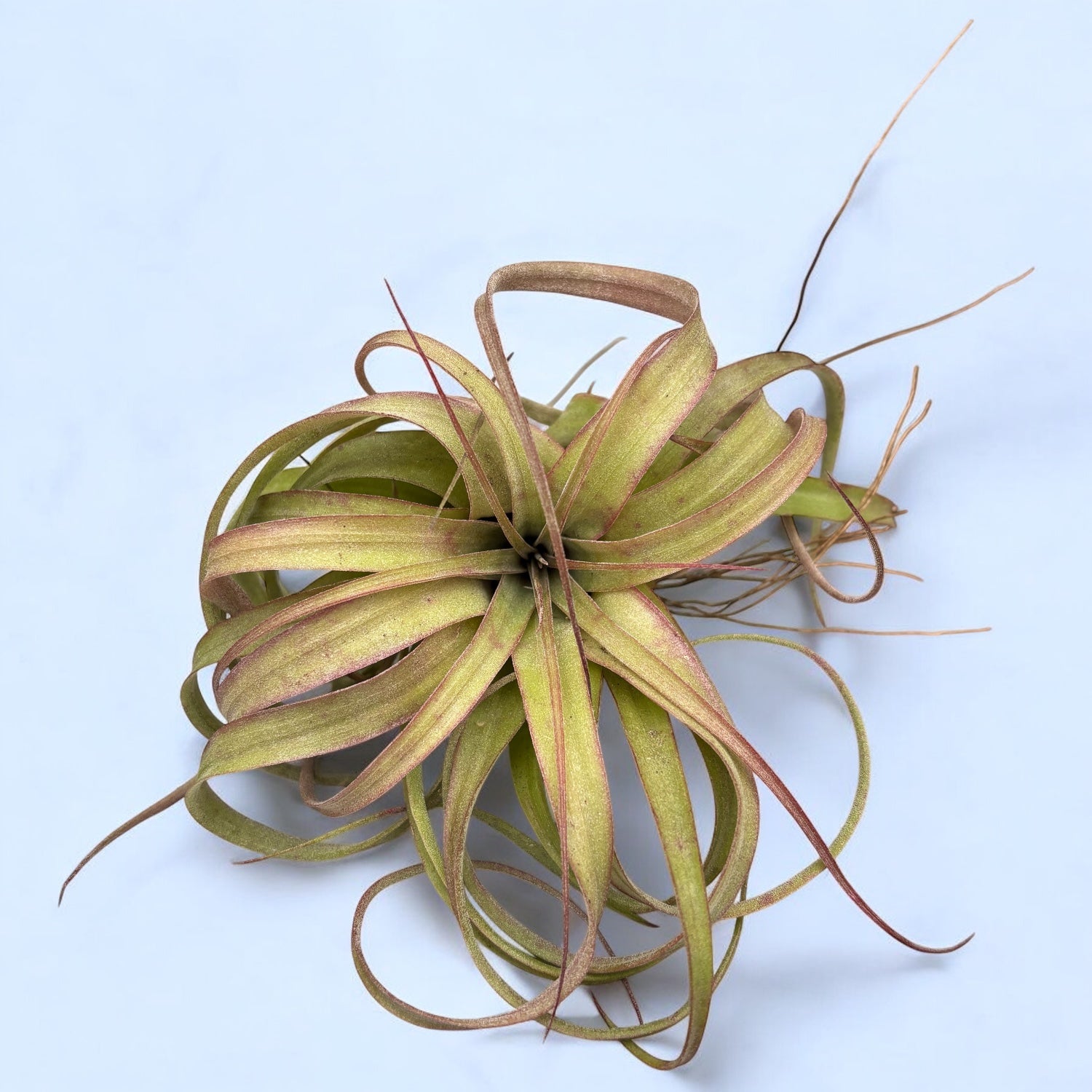 Tillandsia ‘Eric Knobloch’ Variegated Tillandsia 'Eric Knobloch' variegated #spanishmoss #ionantha