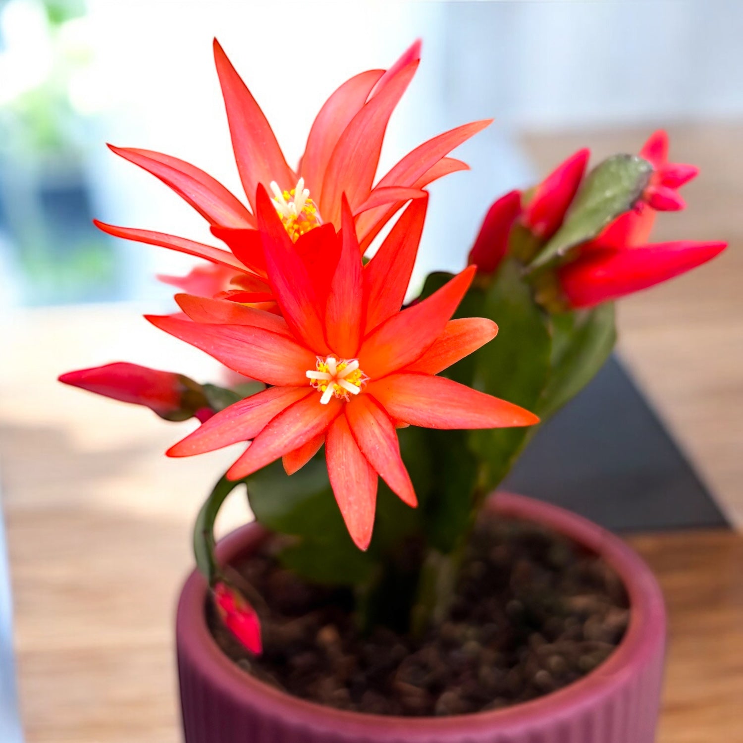 Rhipsalidopsis 'Colombia' (floarea pastelui) – Secret Garden Plant Shop