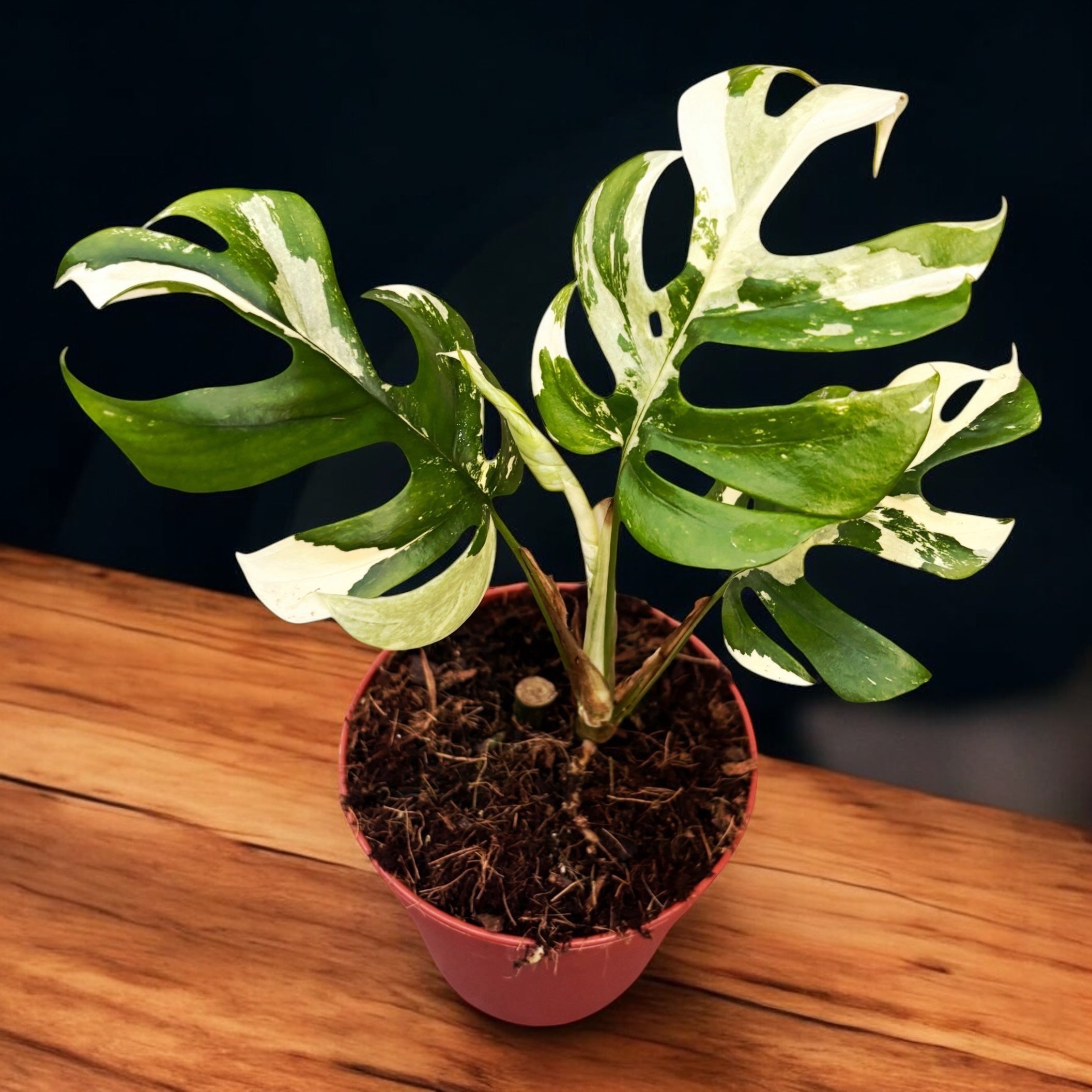 Monstera Minima Variegata main image 1