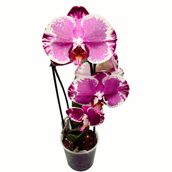 Phalaenopsis Sacrifice (flori XL)