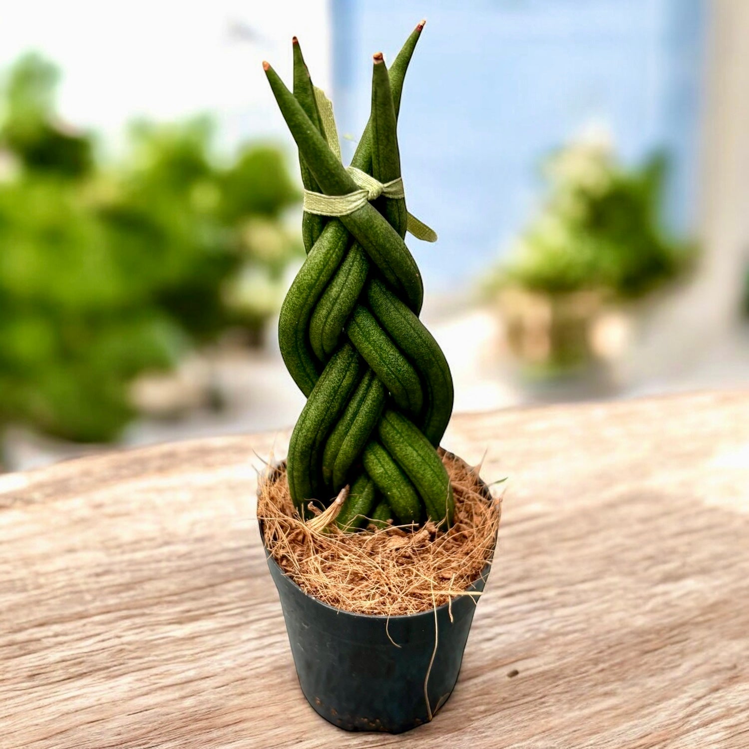 Sansevieria cylindrica (geflochten) – Dekorative und widerstandsfähige –  Secret Garden Plant Shop