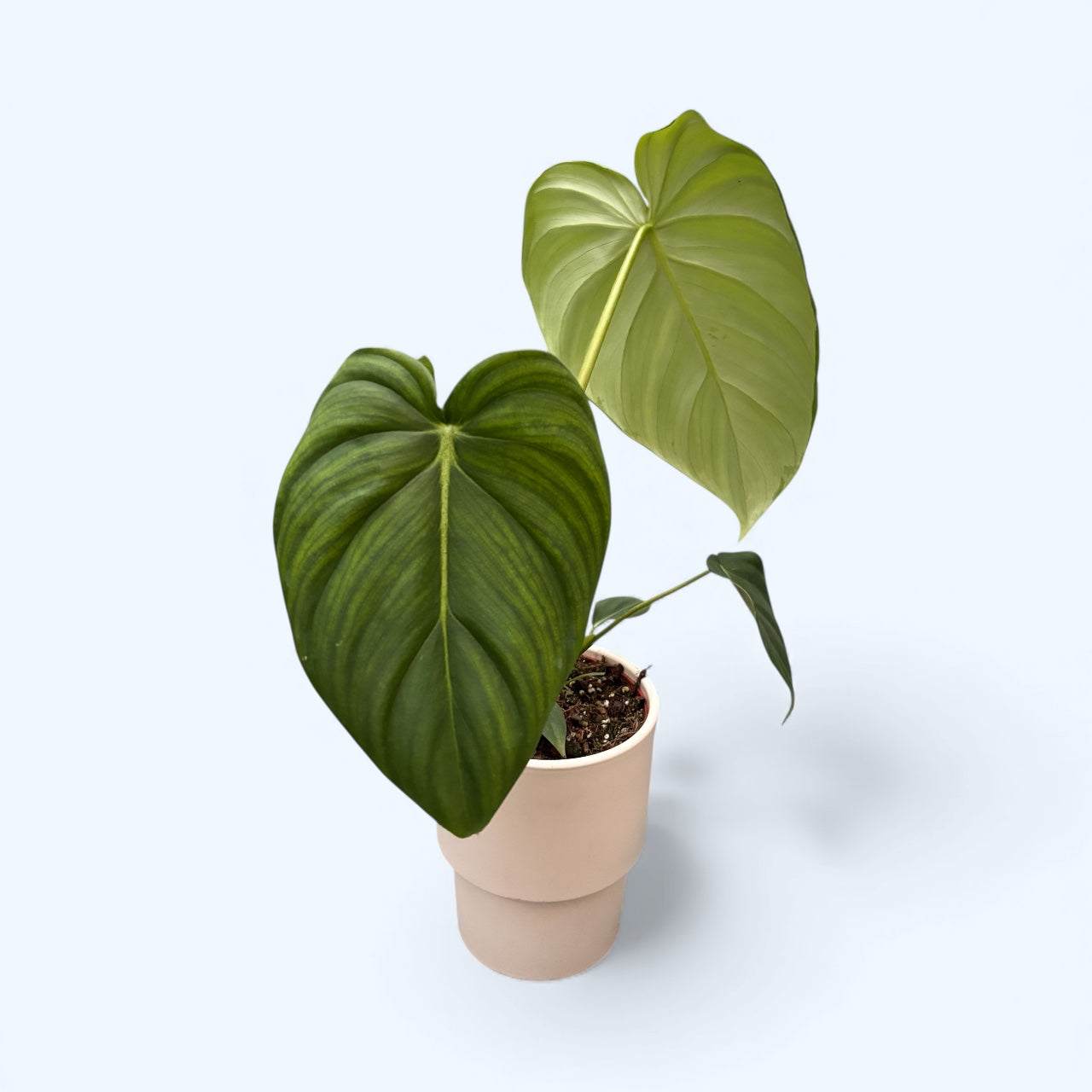 philodendron größe Philodendron pastazanum – große Blätter, Premium-Varietät für Sammler –  Secret Garden Plant Shop