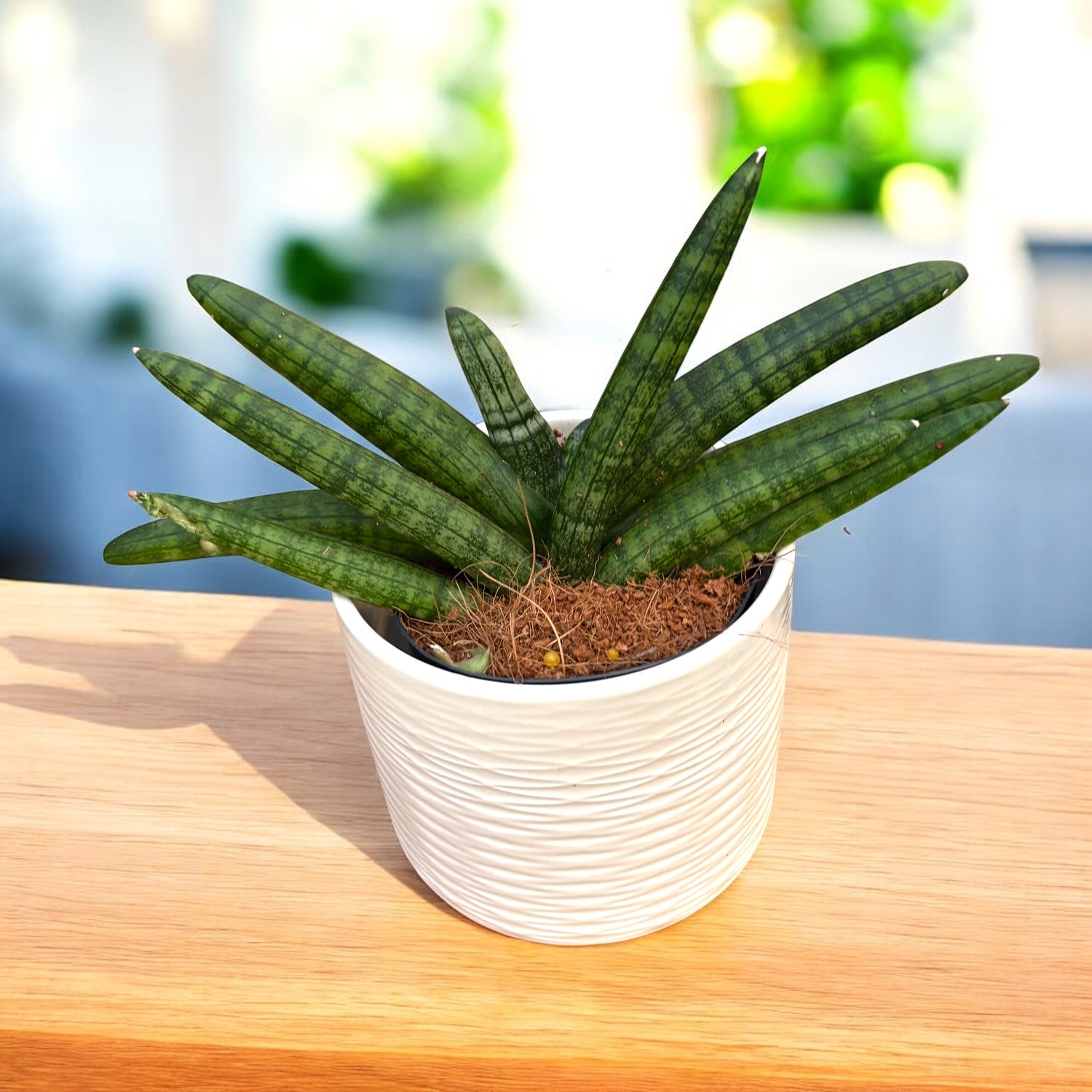 planta sansevieria cylindrica cuidados Sansevieria cylindrica Skyline – Secret Garden Plant Shop