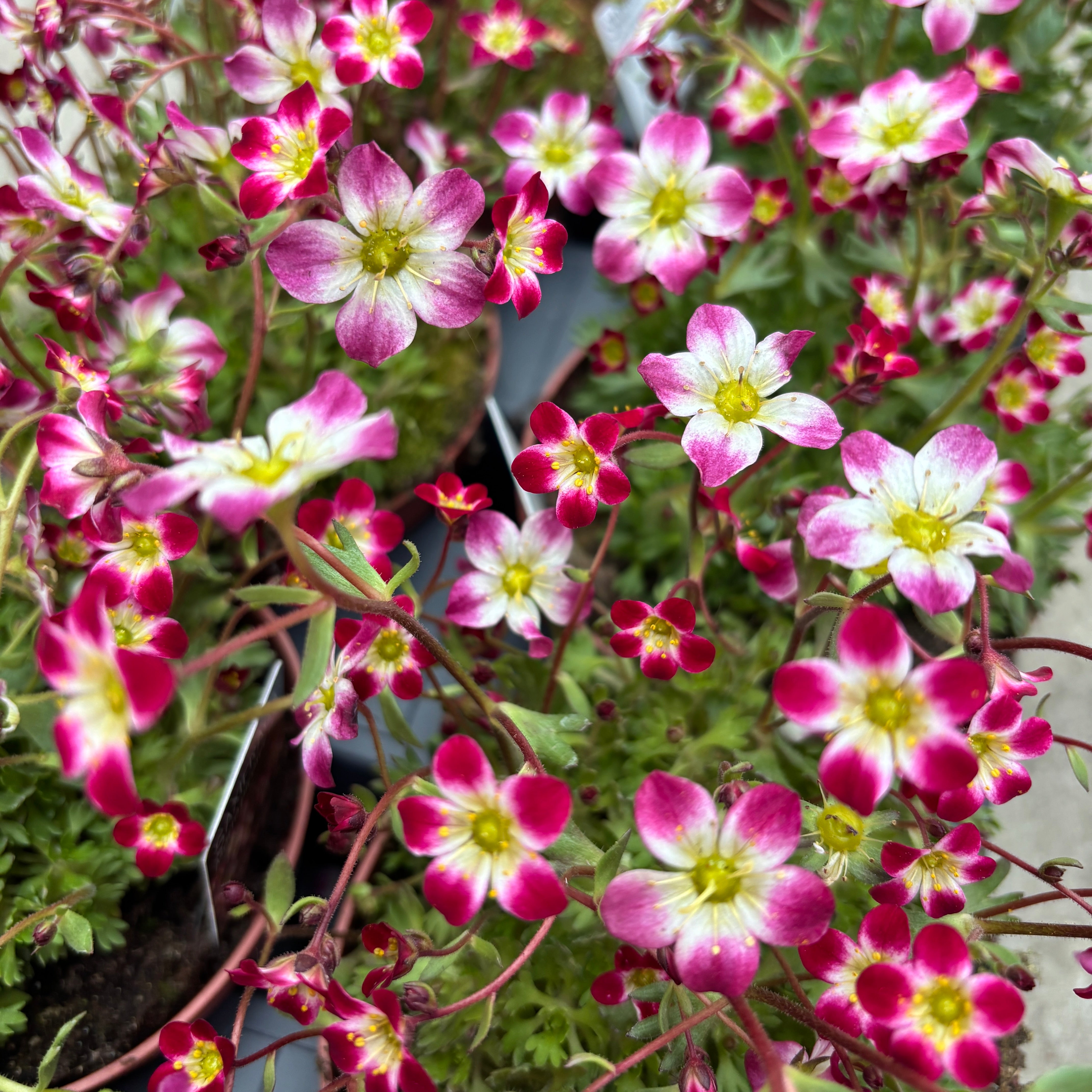 Saxifraga X Arendsii Marto™ Red Picotee – Secret Garden Plant Shop