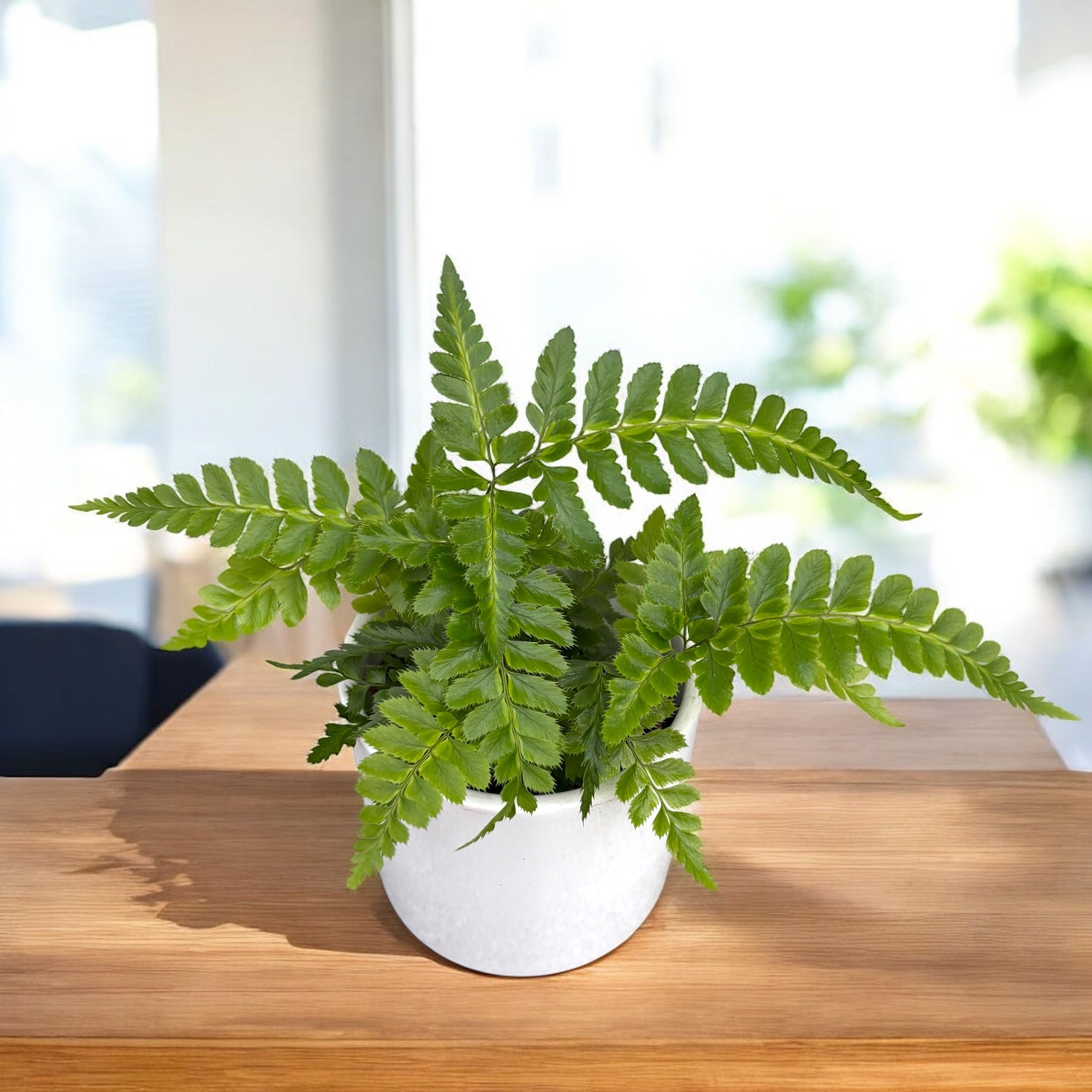 Rumohra adiantiformis variegata (Leatherleaf Fern) – Secret Garden Plant  Shop