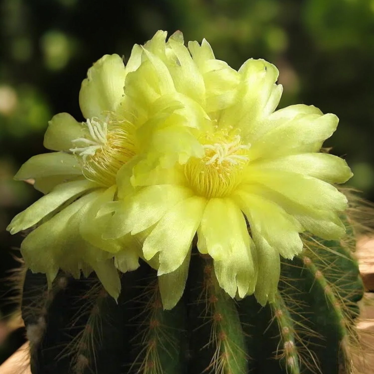 Parodia warasii – den klotformade kaktusen med spektakulära gula blomm –  Secret Garden Plant Shop