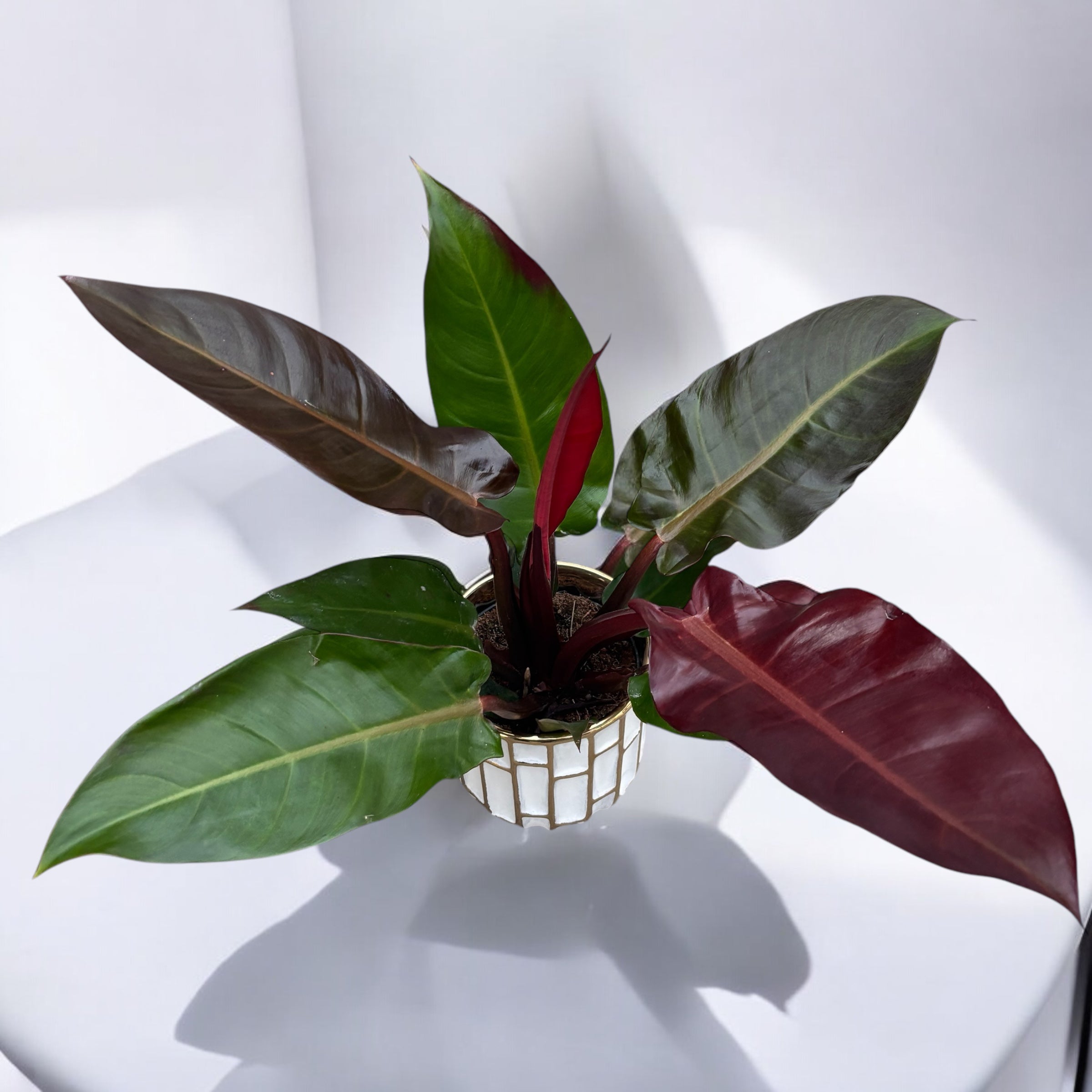 membuat taman philodendron red cardinal Philodendron 'Red Cardinal' – Secret Garden Plant Shop