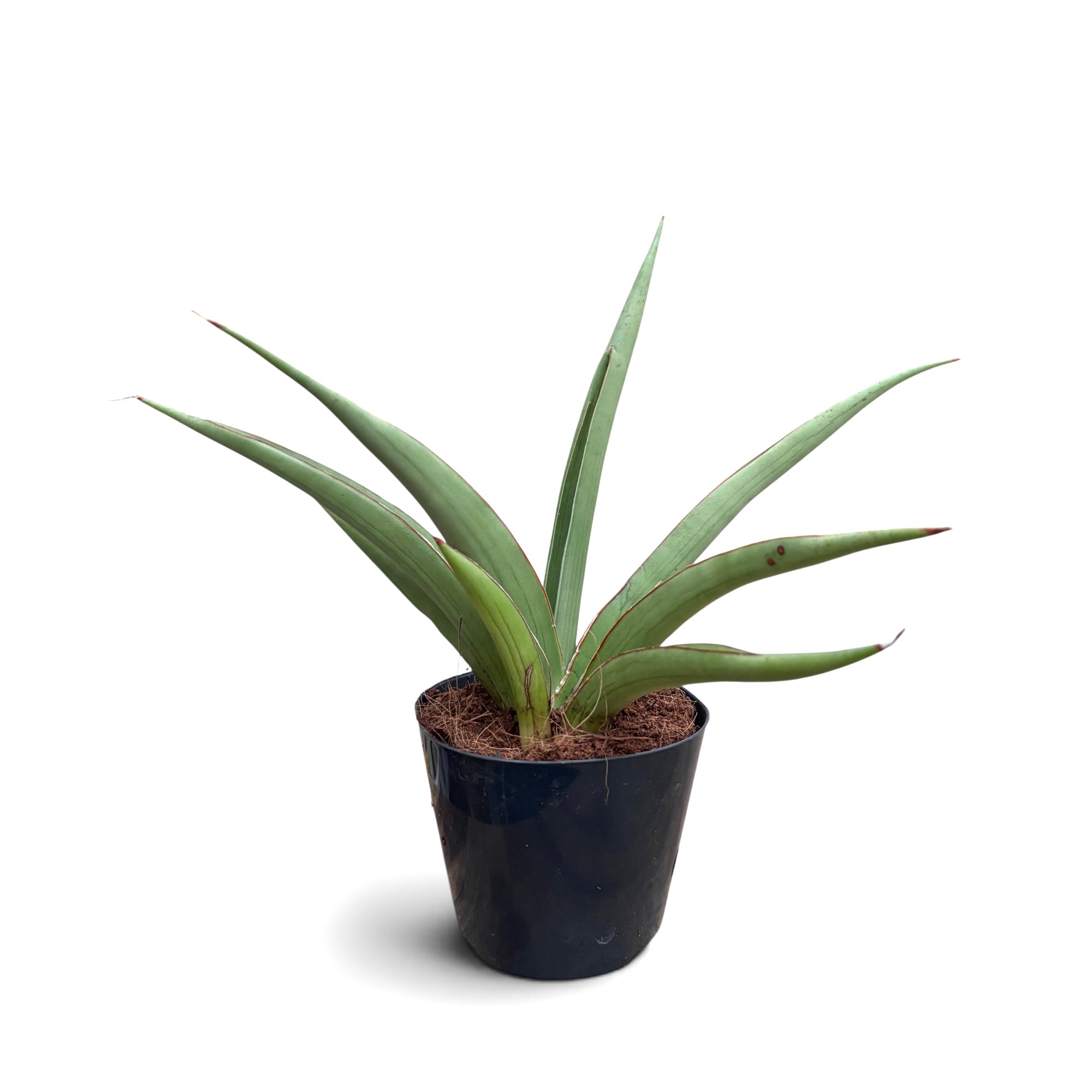 Sansevieria hybrid 'Chanin' (Sansevieria Silver Syreni) – Secret Garden  Plant Shop